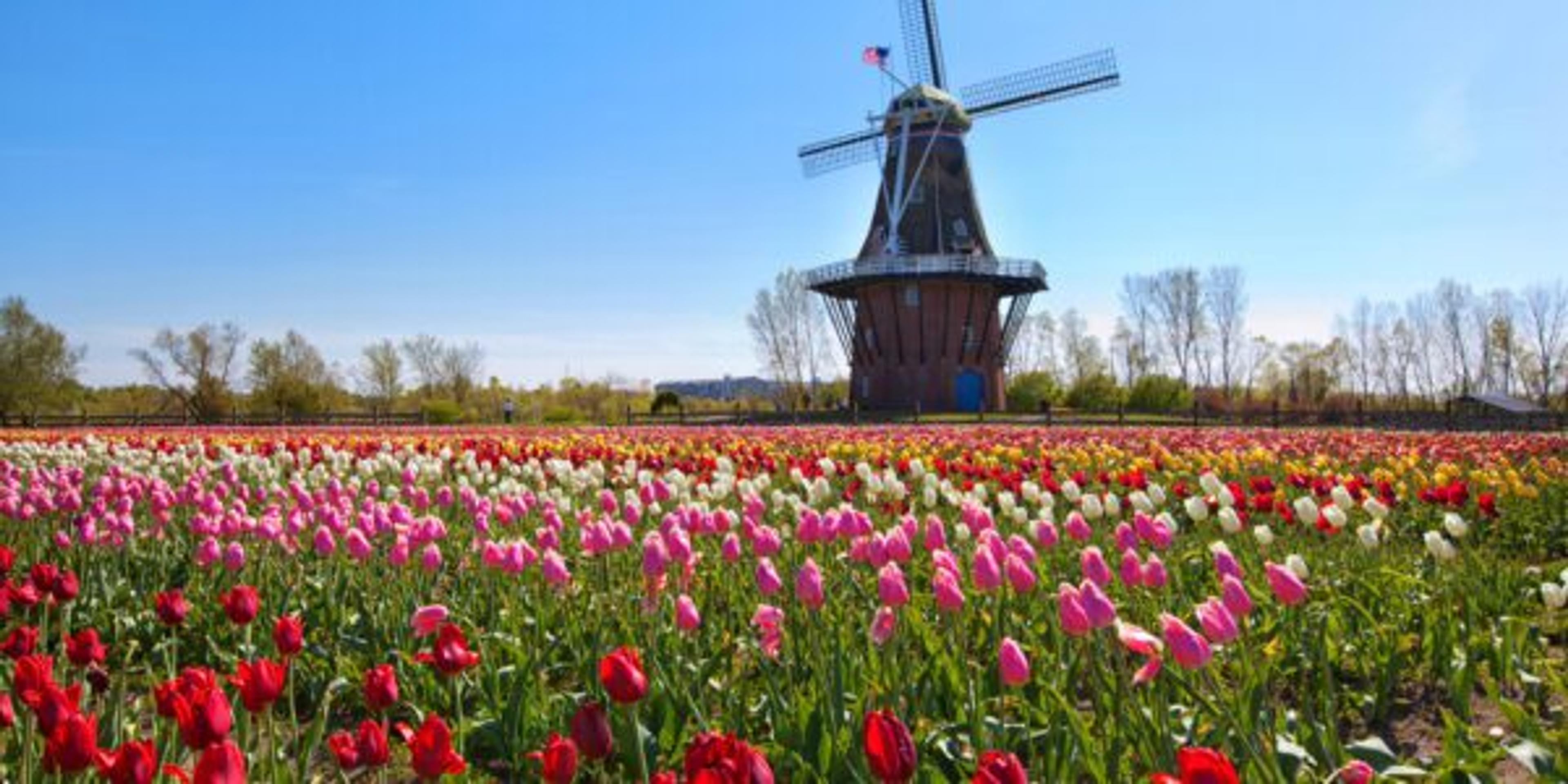 Wooden Windmill in Holland Michigan