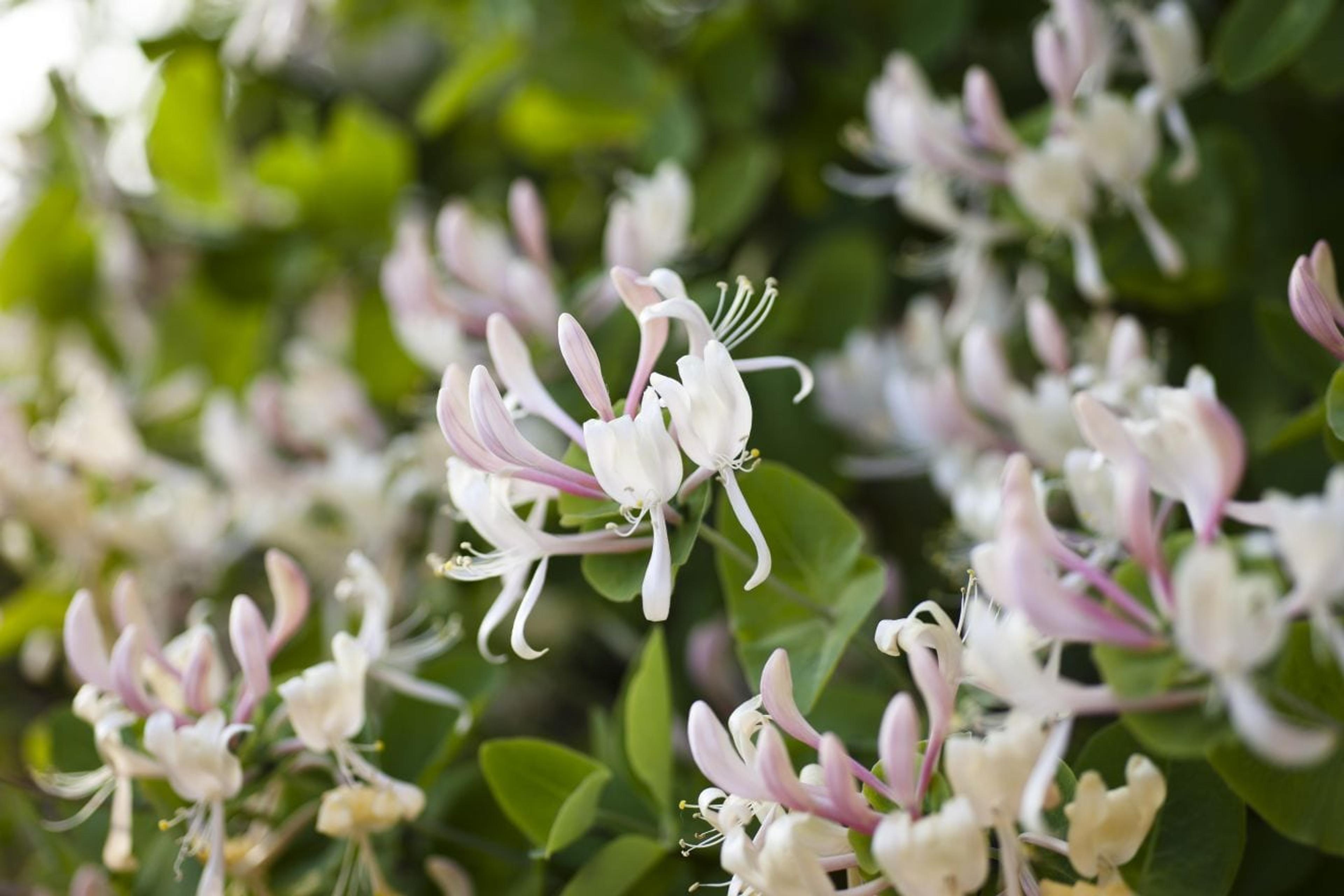 Honeysuckle in the soft evening light in the garden