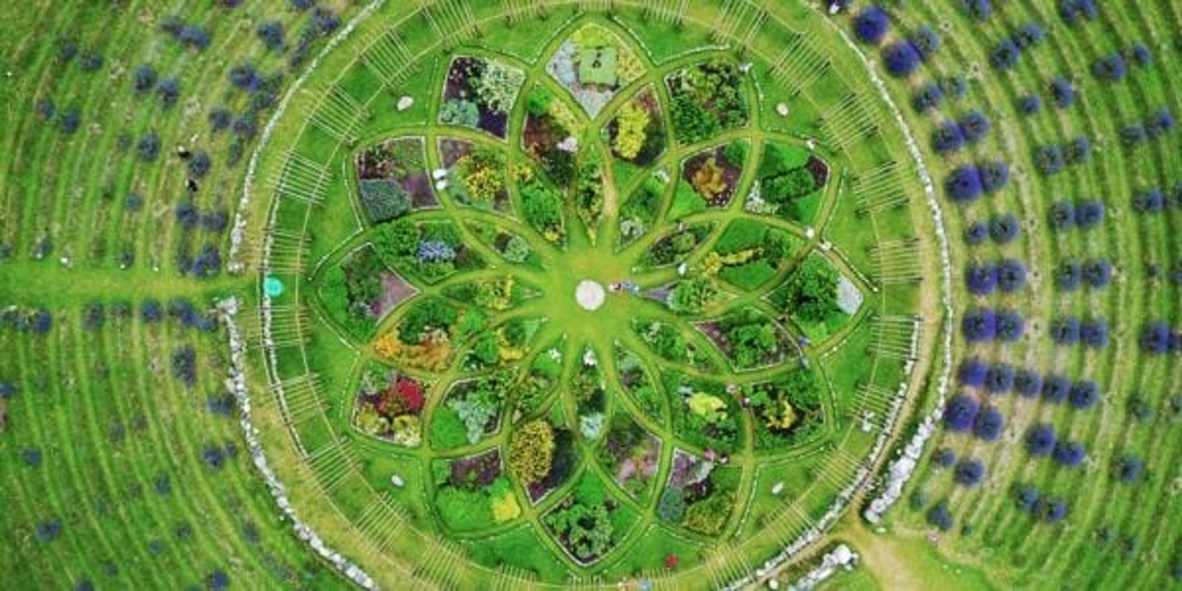 Aerial view of Shelby's Cherry Point Farm's lavender labyrinth.