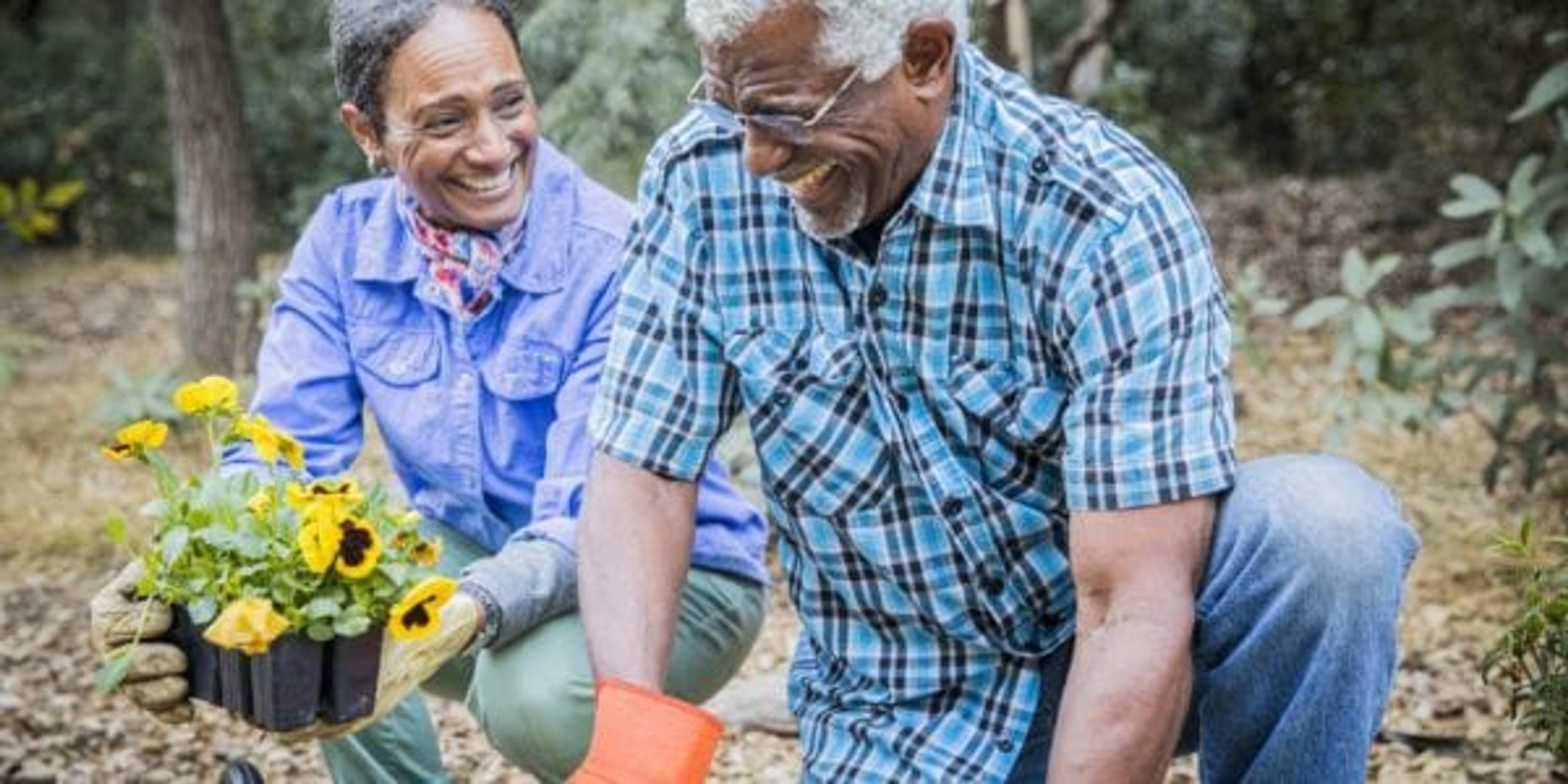 Senior African American Couple Planting in Garden