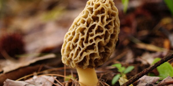 Mushroom Time: Your Michigan Morel Hunting Guide