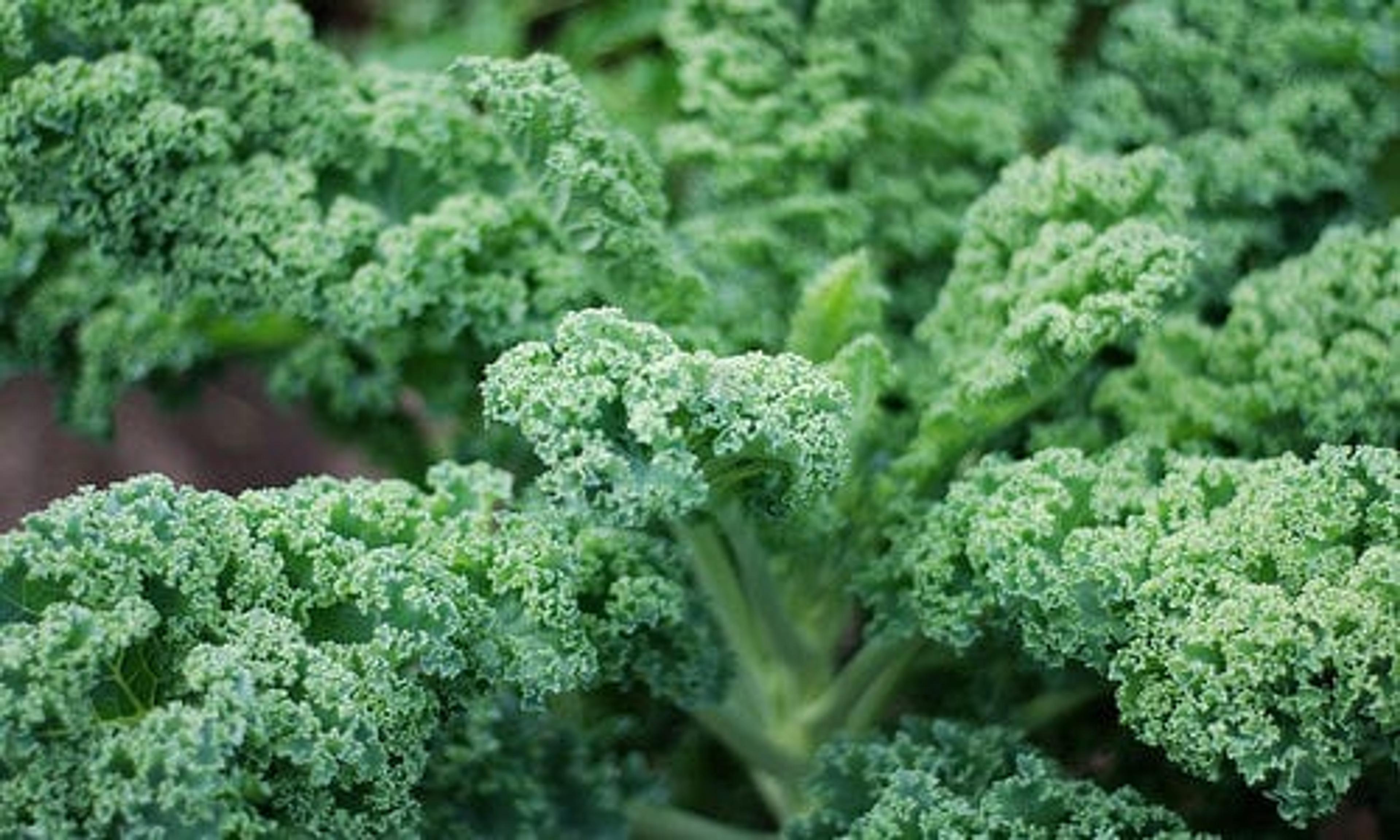 Close-up of curly kale leaves growing outdoors, lush green and textured