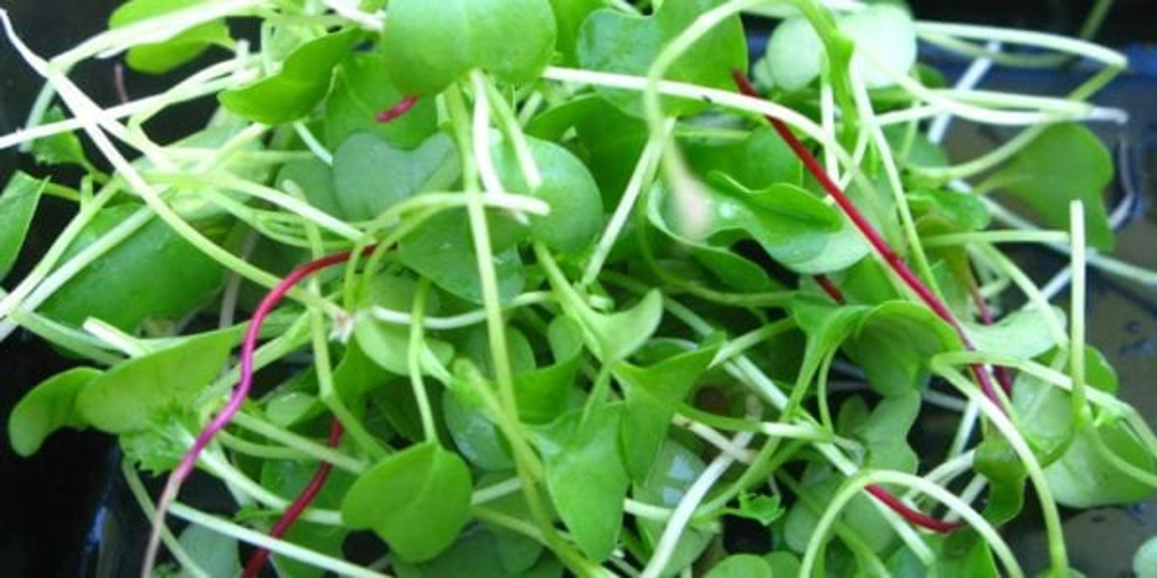 Microgreens