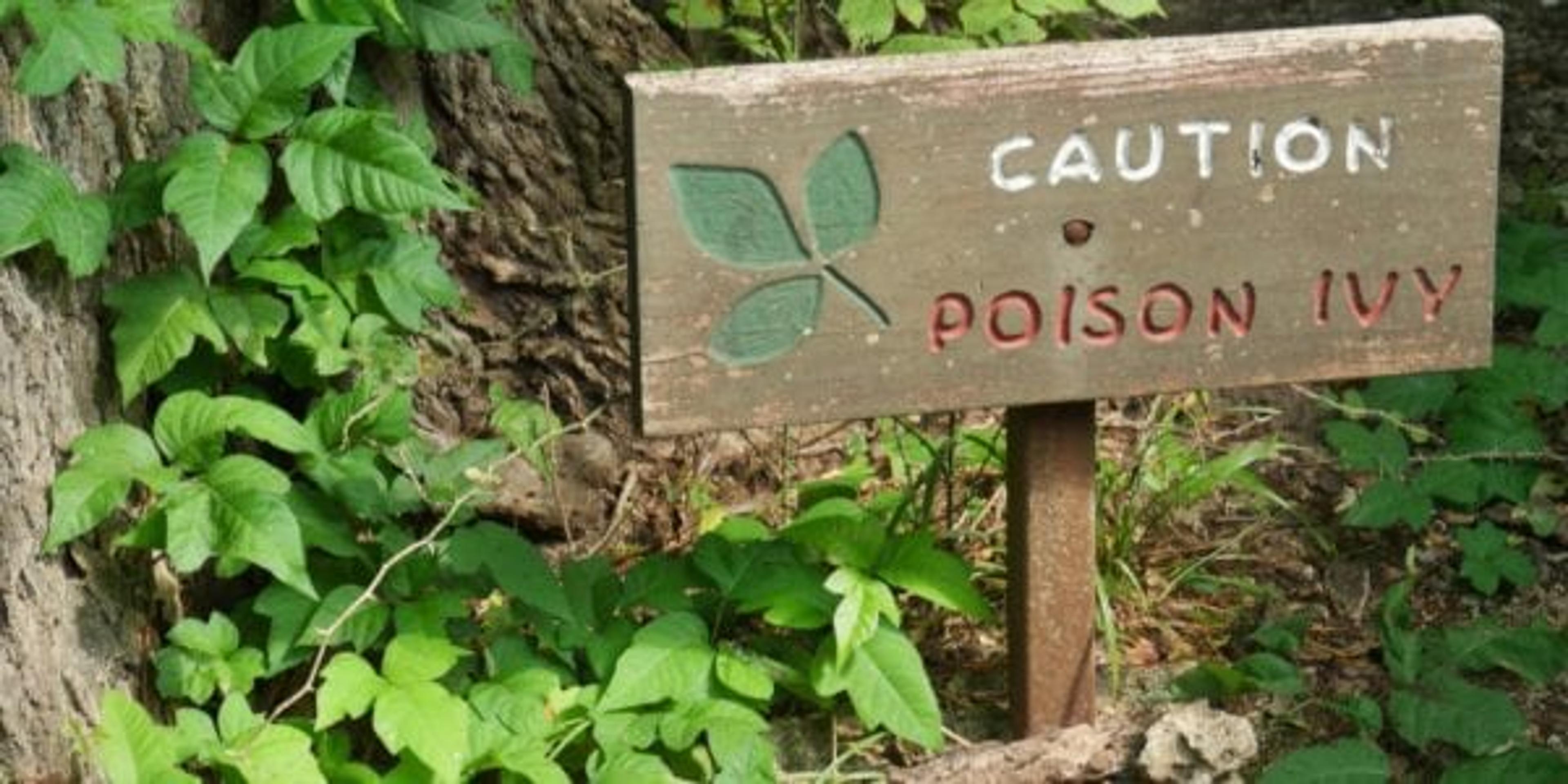 Sign with poison ivy plants around