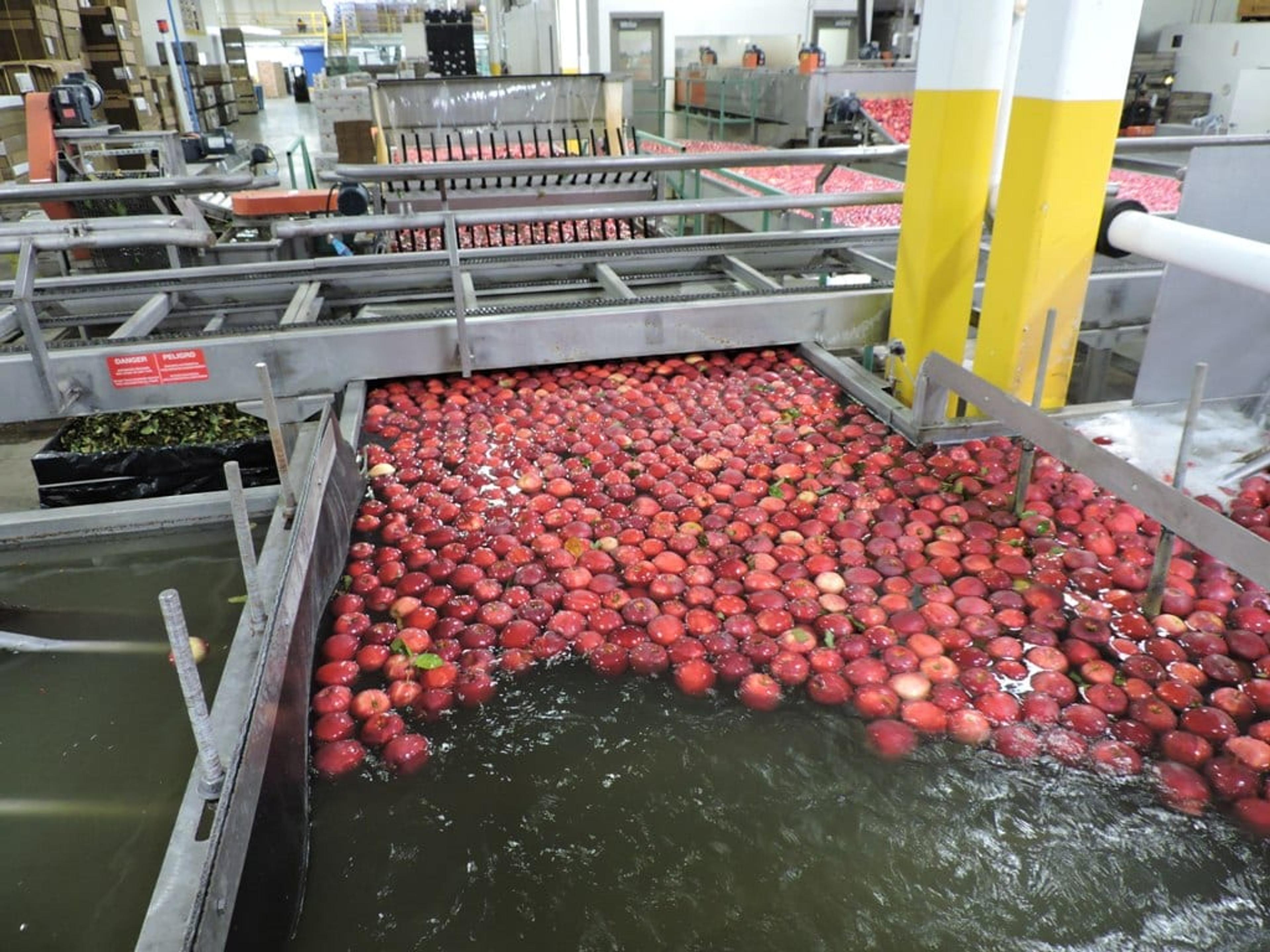 Apples floating down the line.