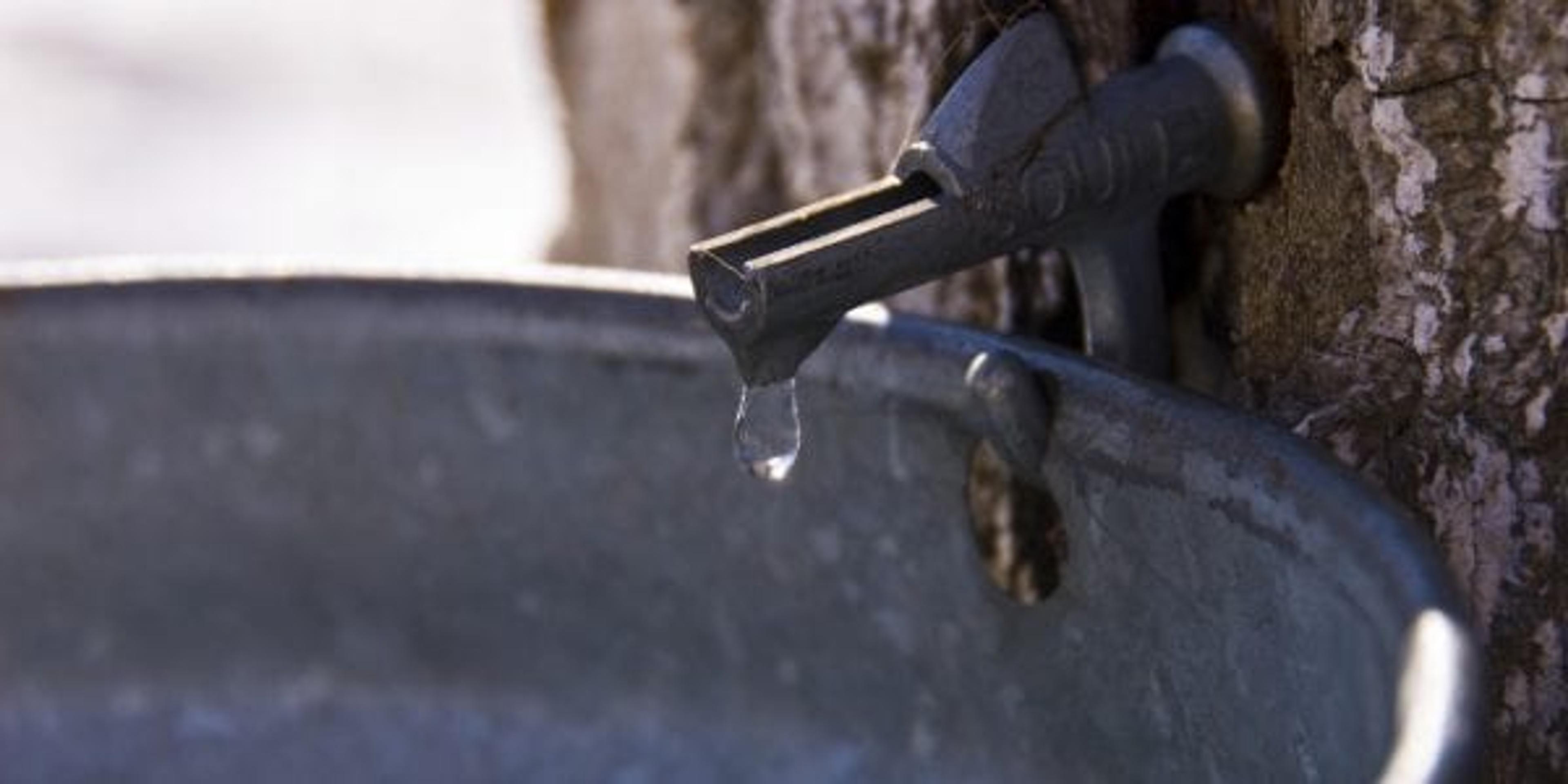 Sap drips from a tree into a bucket