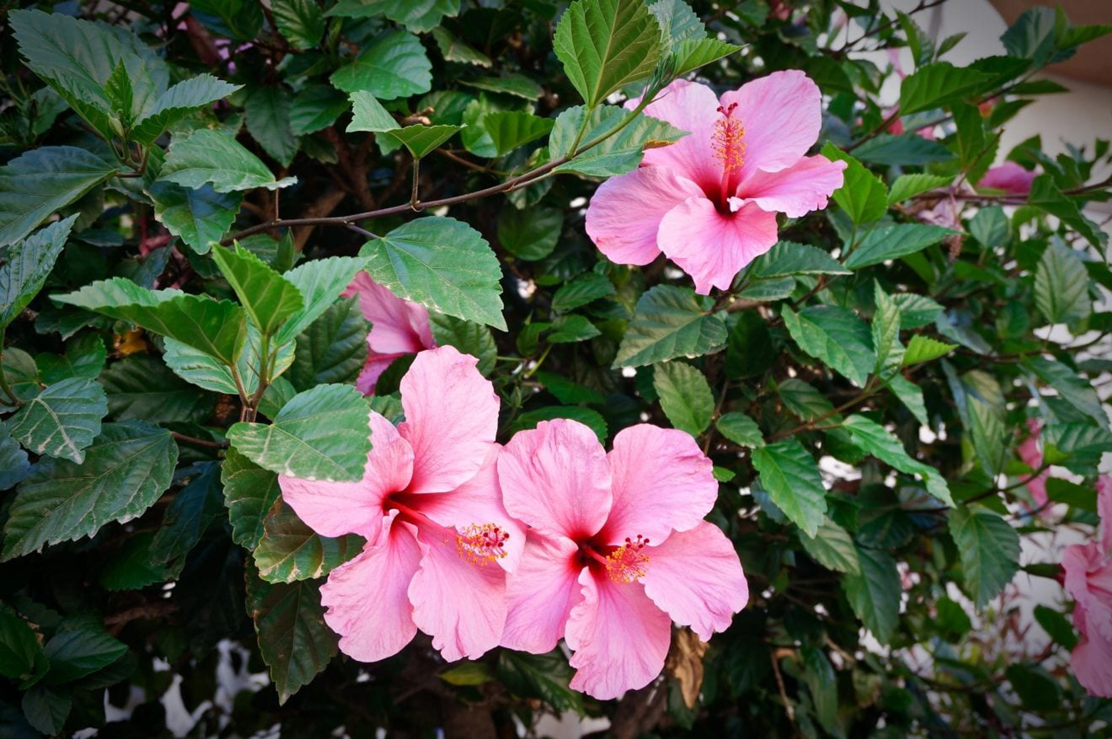 Three pink hibiscus flowers on green bush close up