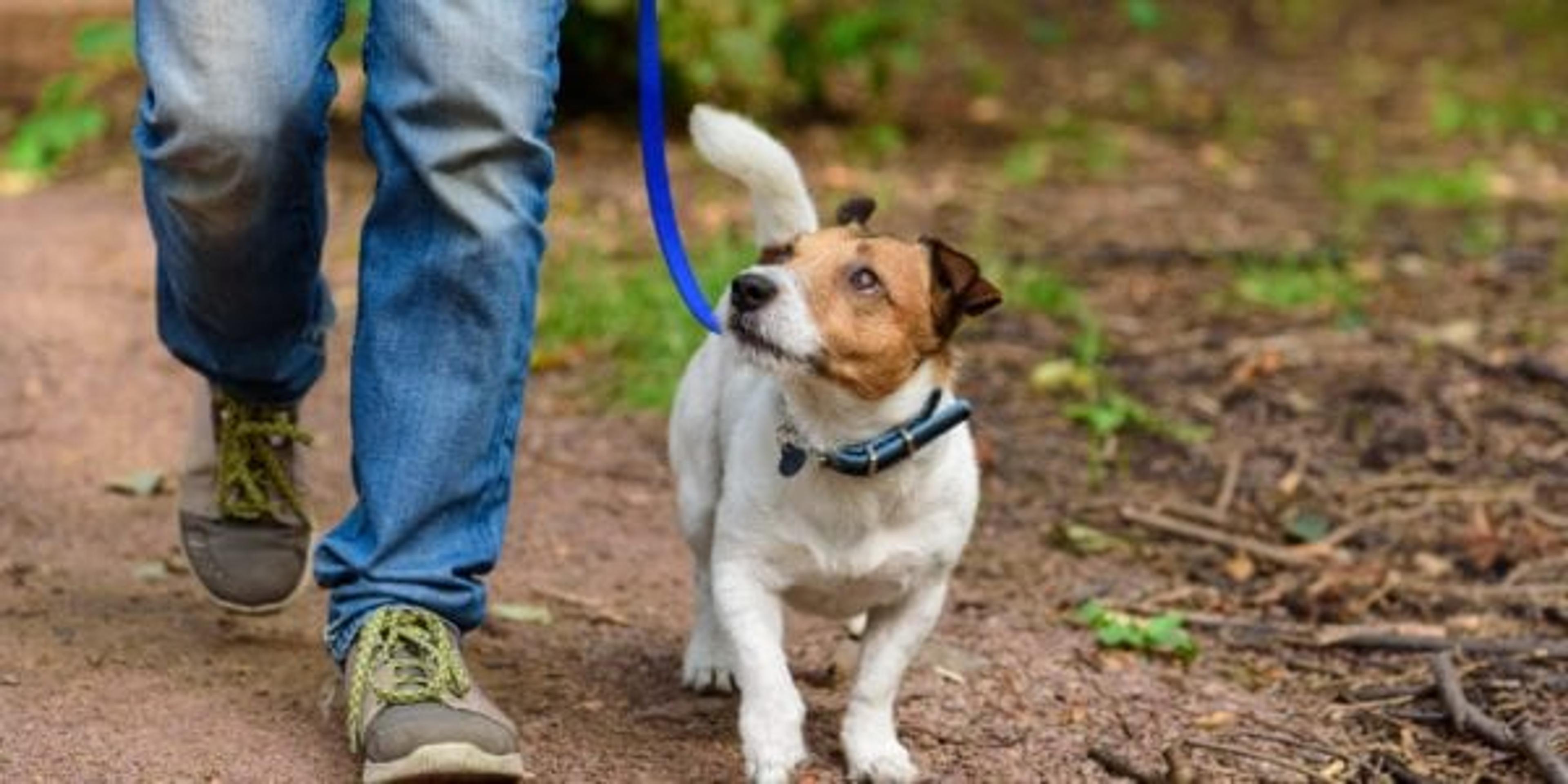 Man walking his dog