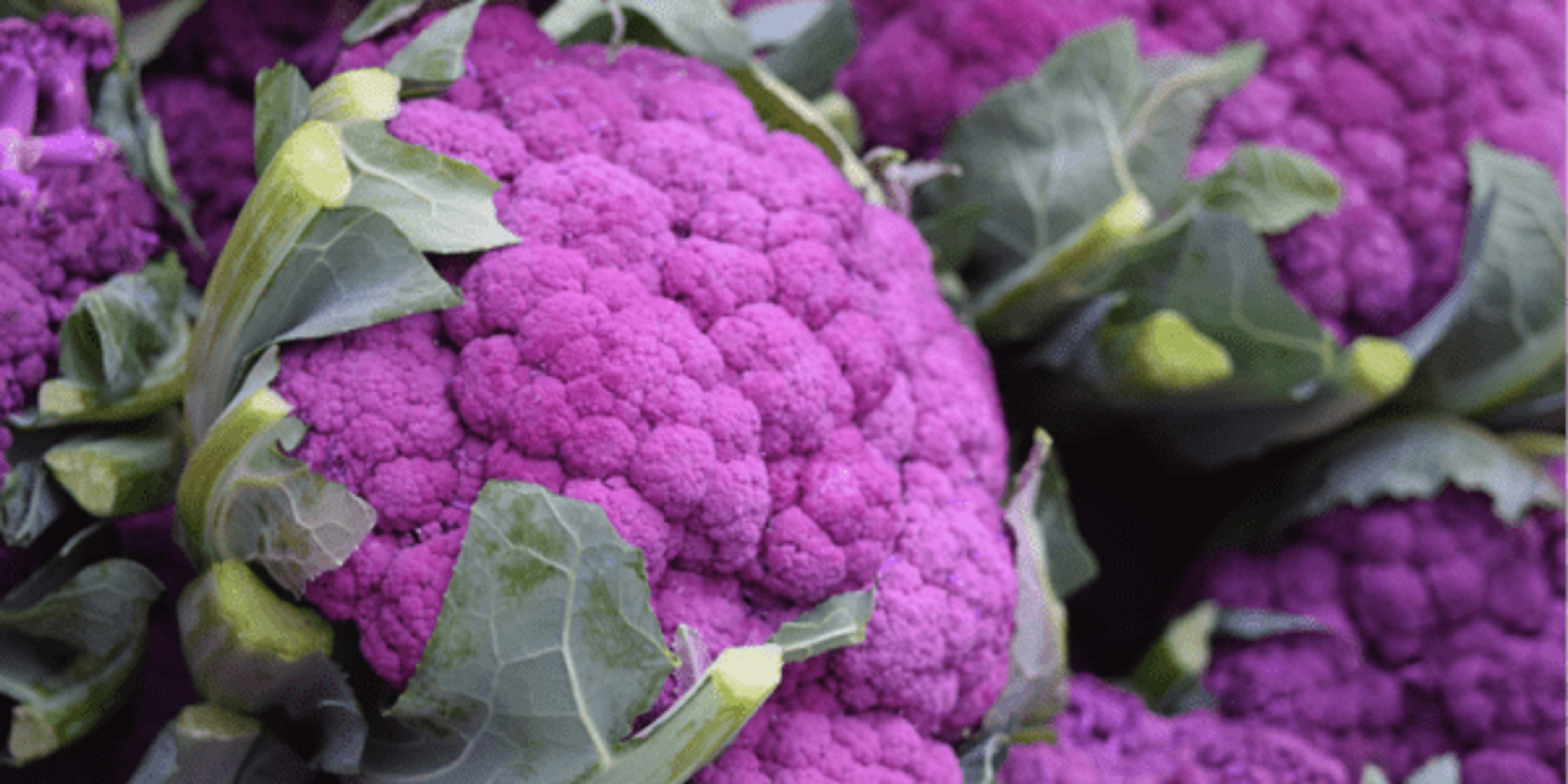 Purple cauliflower