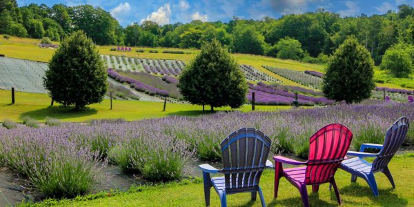 Michigan Bucket List Where to Visit Lavender Farms