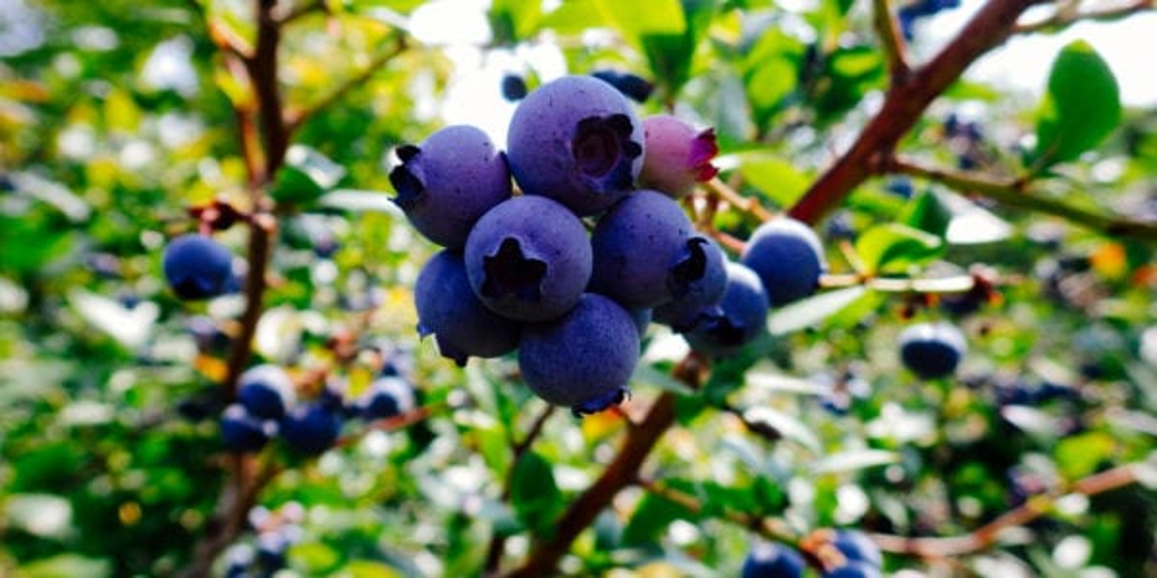 blueberry on plant