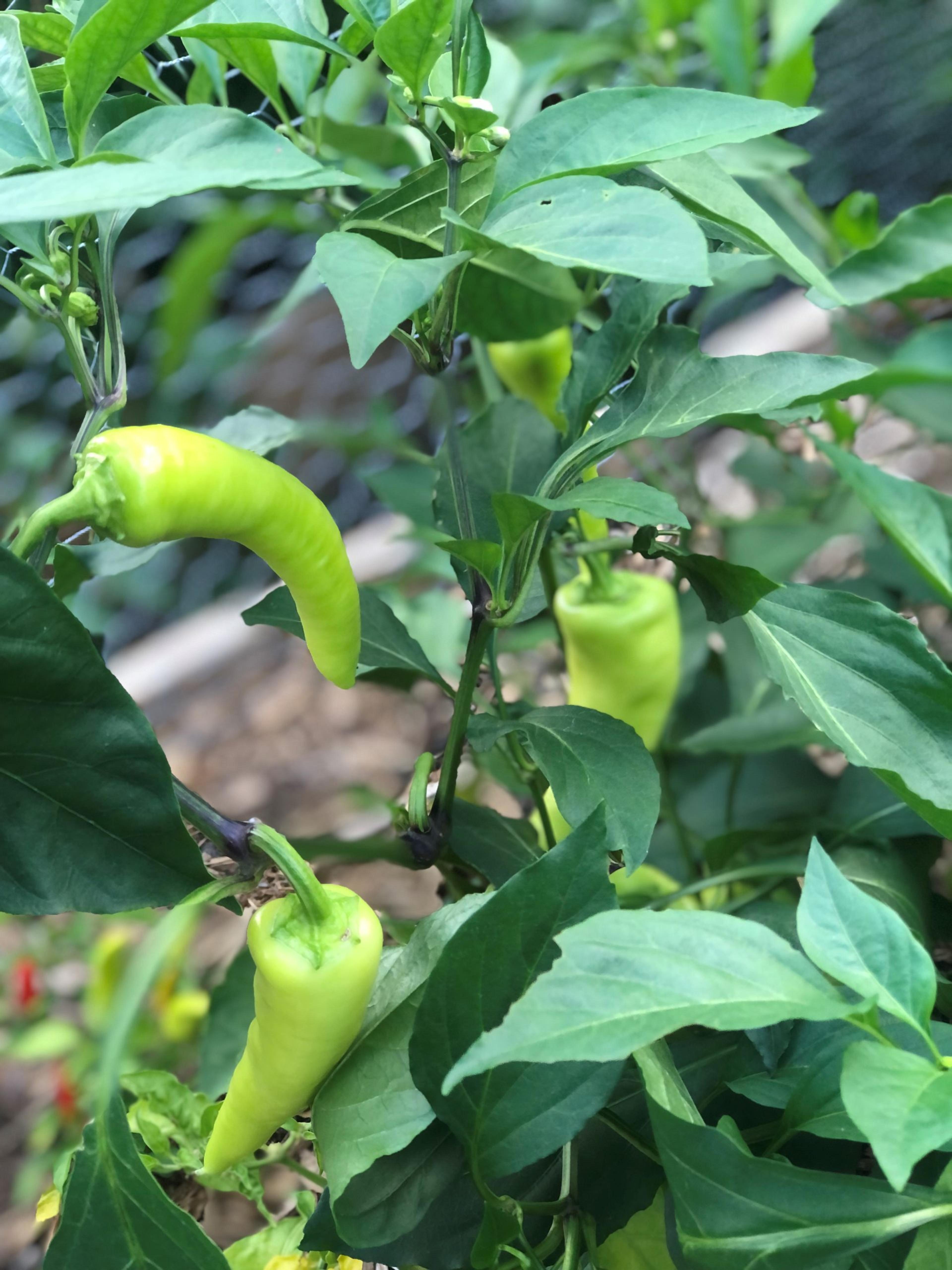 Pepper plant