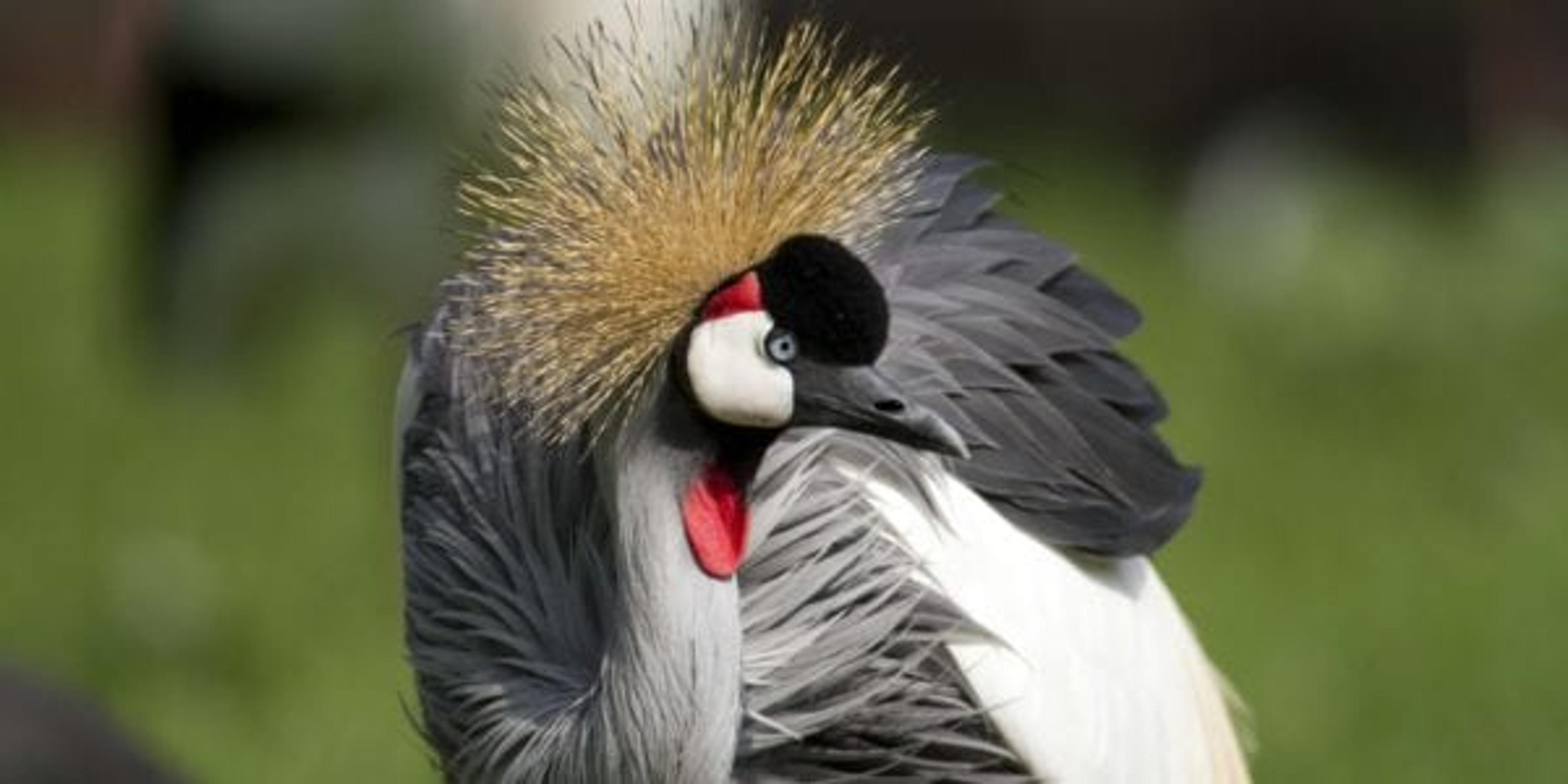 Senior day at the Detroit zoo