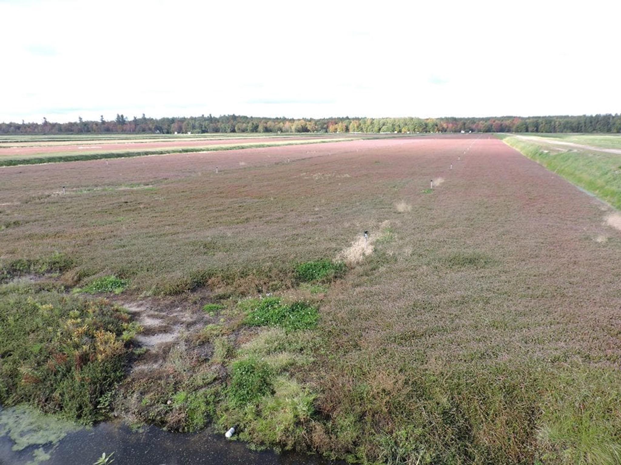 From the Bog A Look Inside the Michigan Cranberry Company