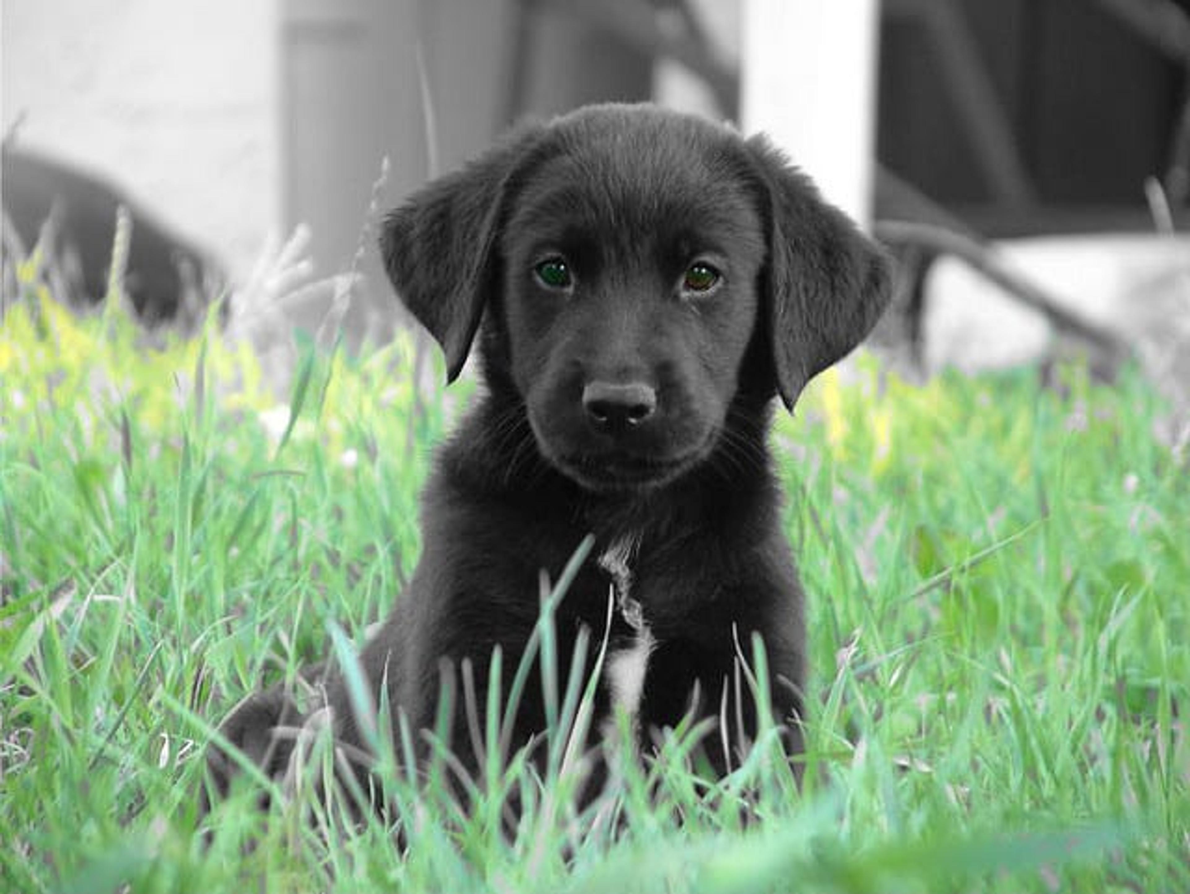 Black lab