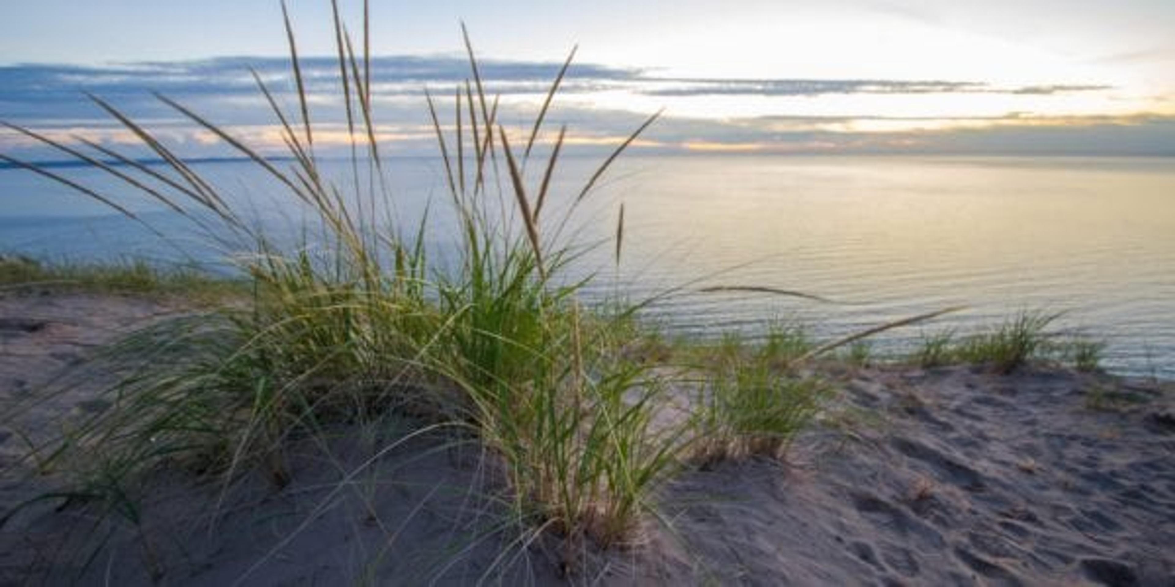 Dune grass at Sleeping Bear Dunes