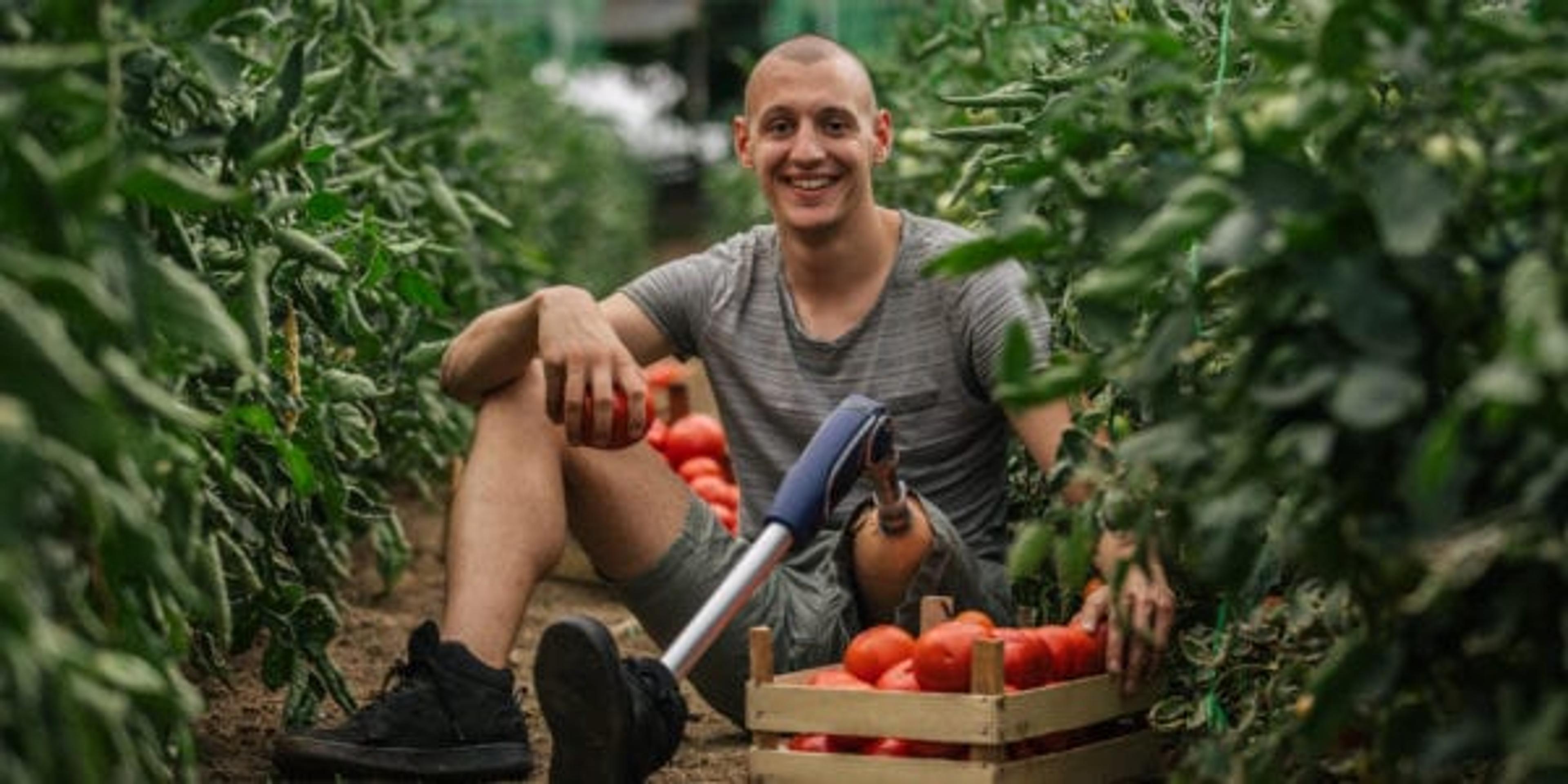 Young farmer with prosthetic leg picking tomato in greenhouse