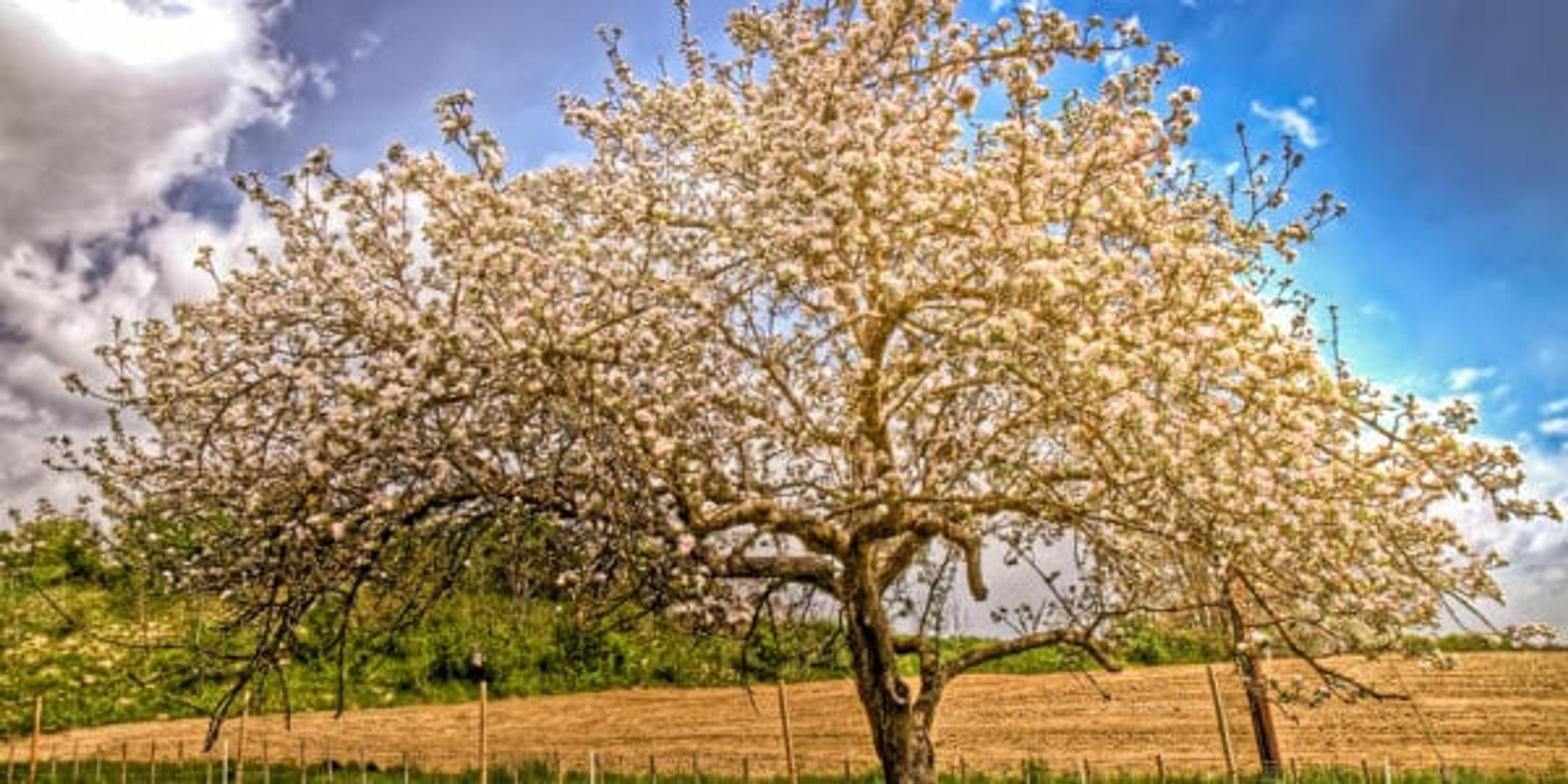 Michigan trees to plant