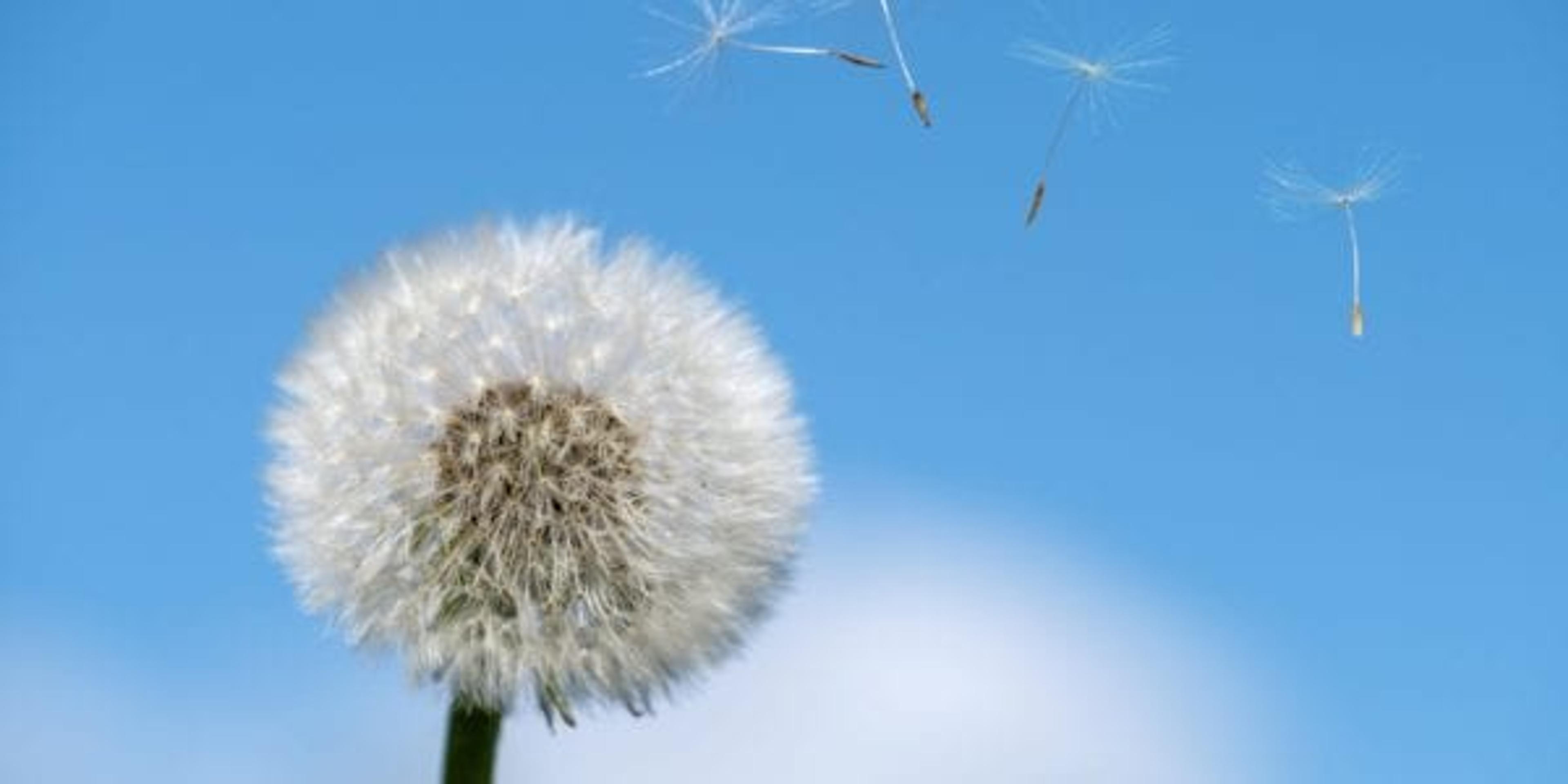 Dandelion