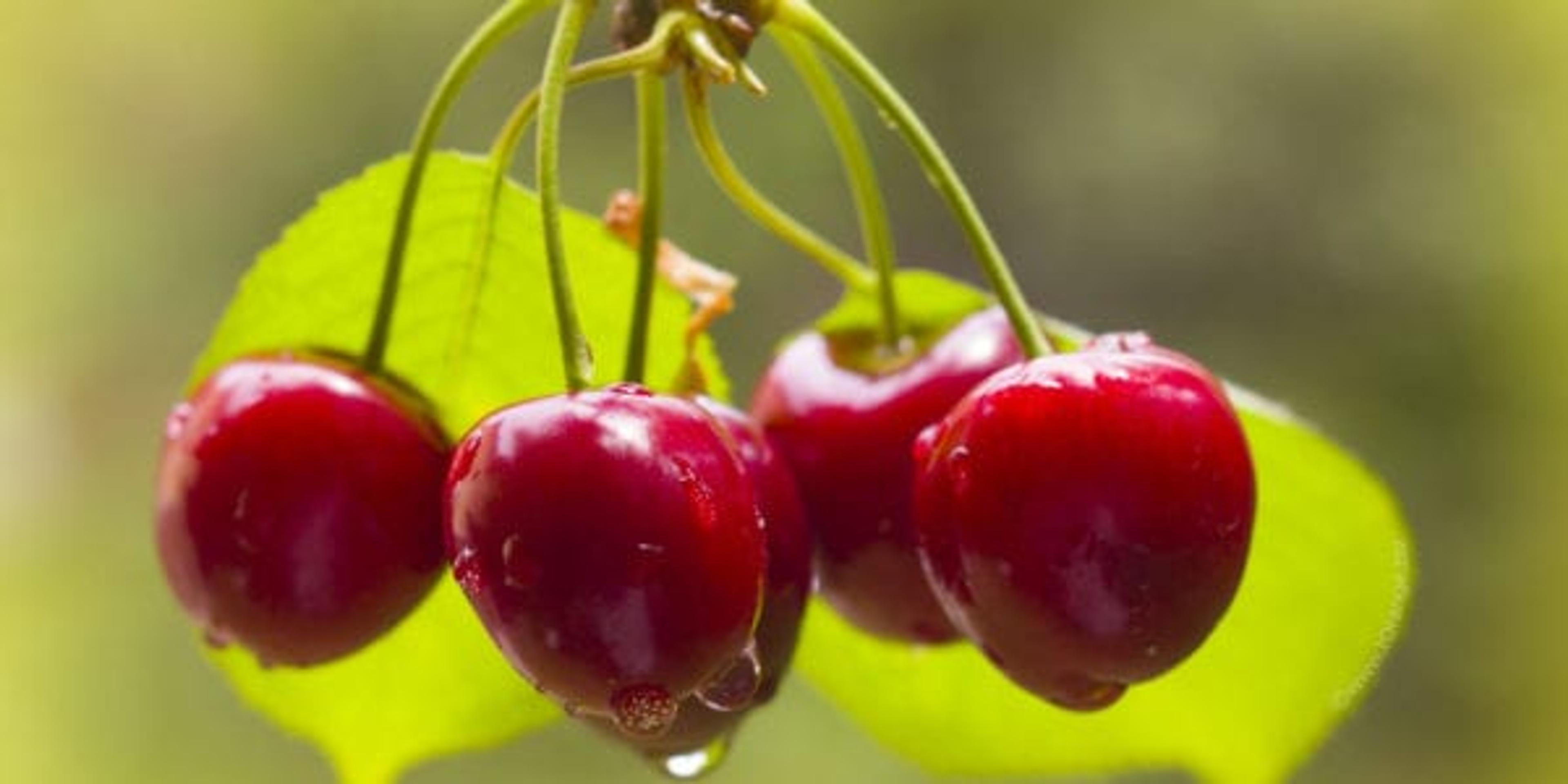 how to use michigan cherries