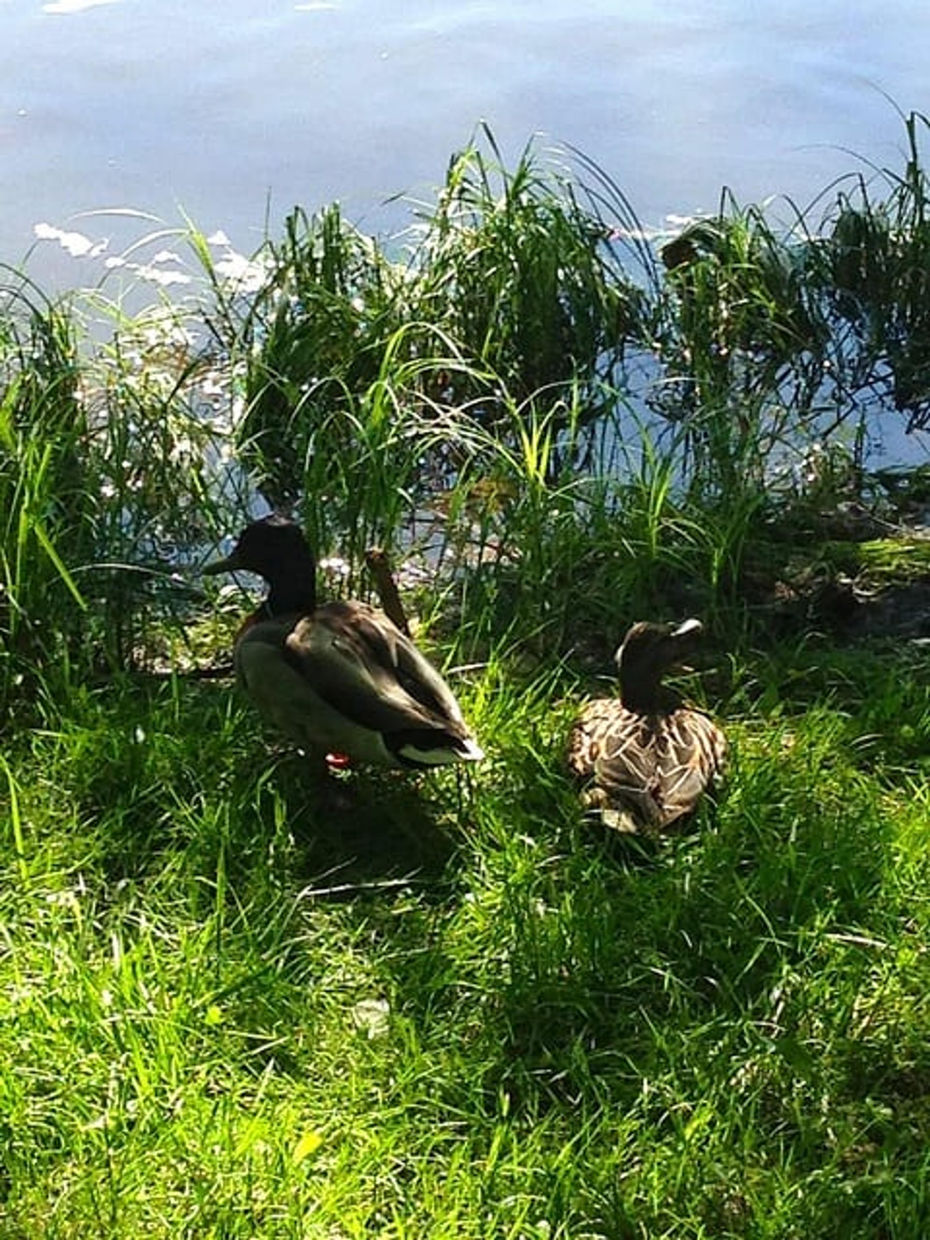 Ducks at Riverside Park. 