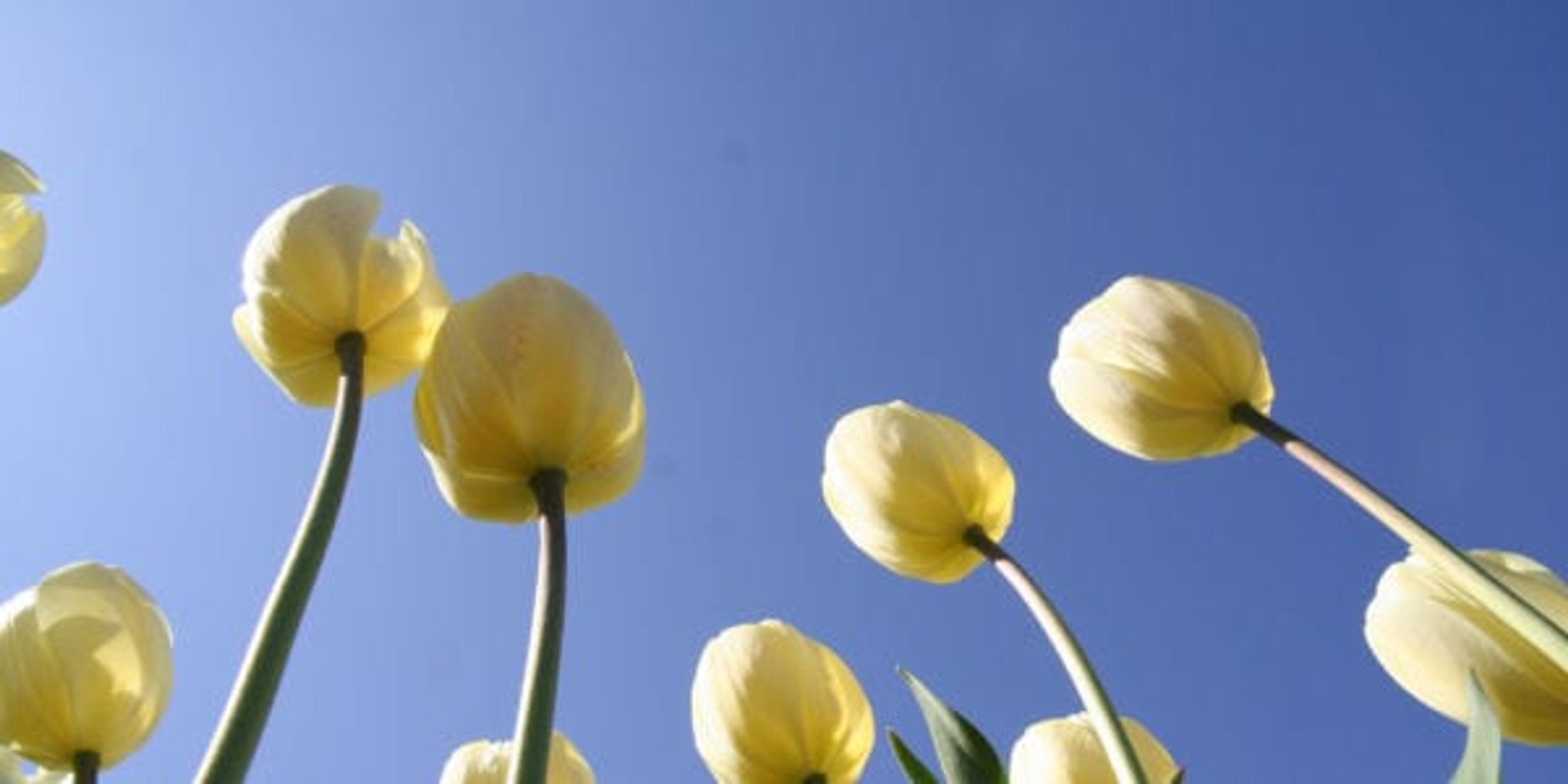 Photo of yellow tulips, shot from underneath the flowers looking up to a clear blue sky.