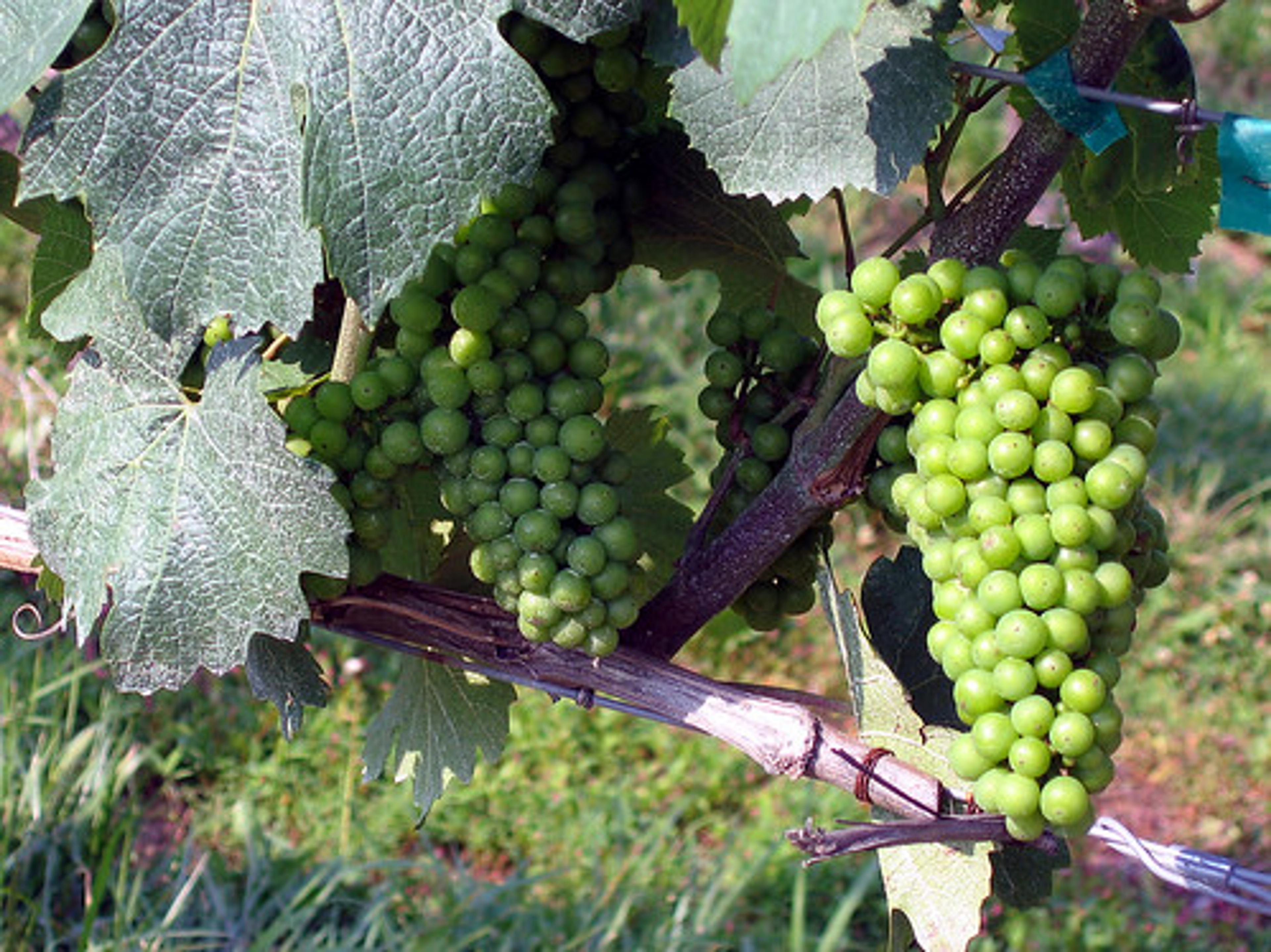 Grapes