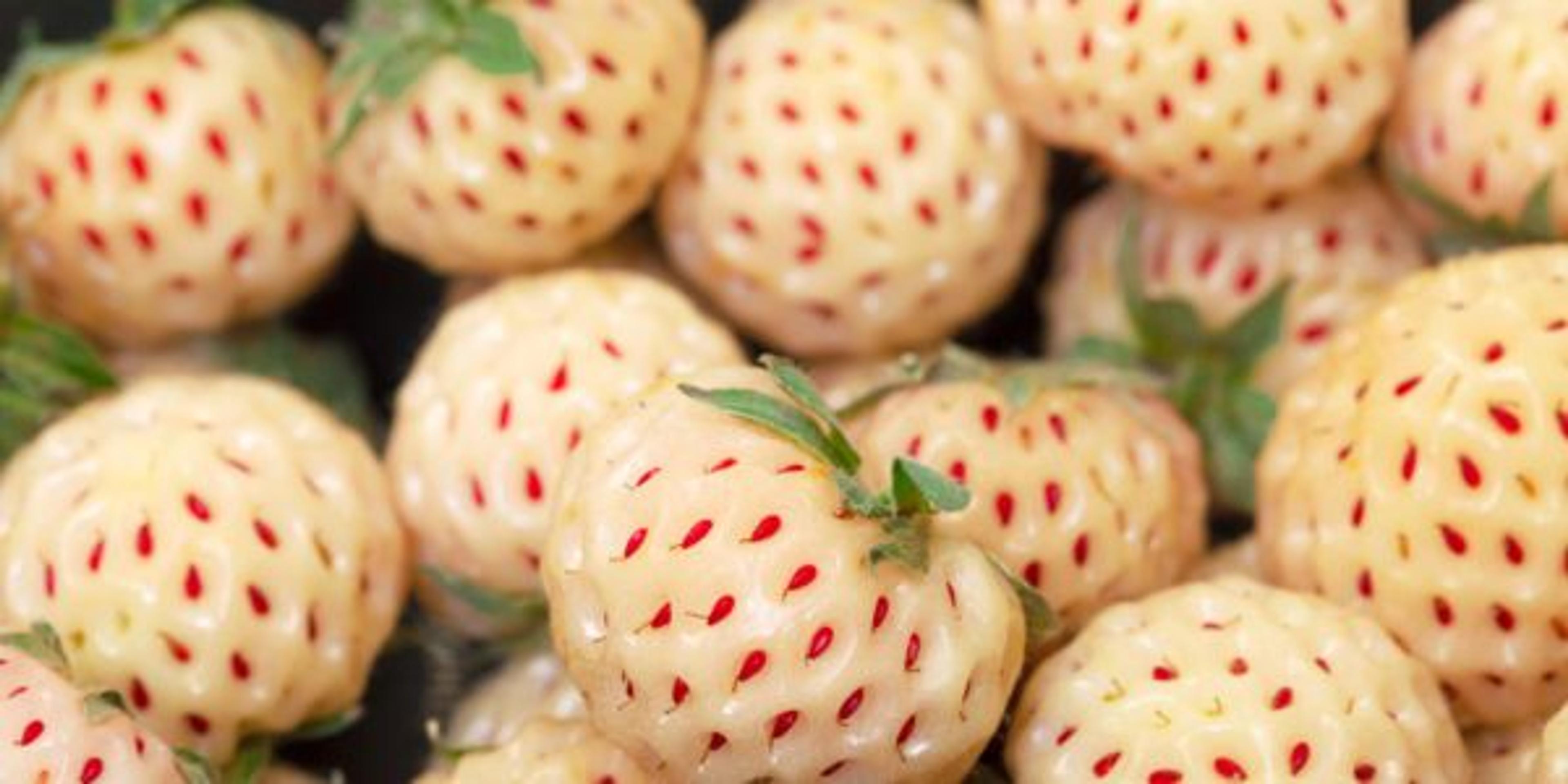 Ripe White strawberries, pineberries