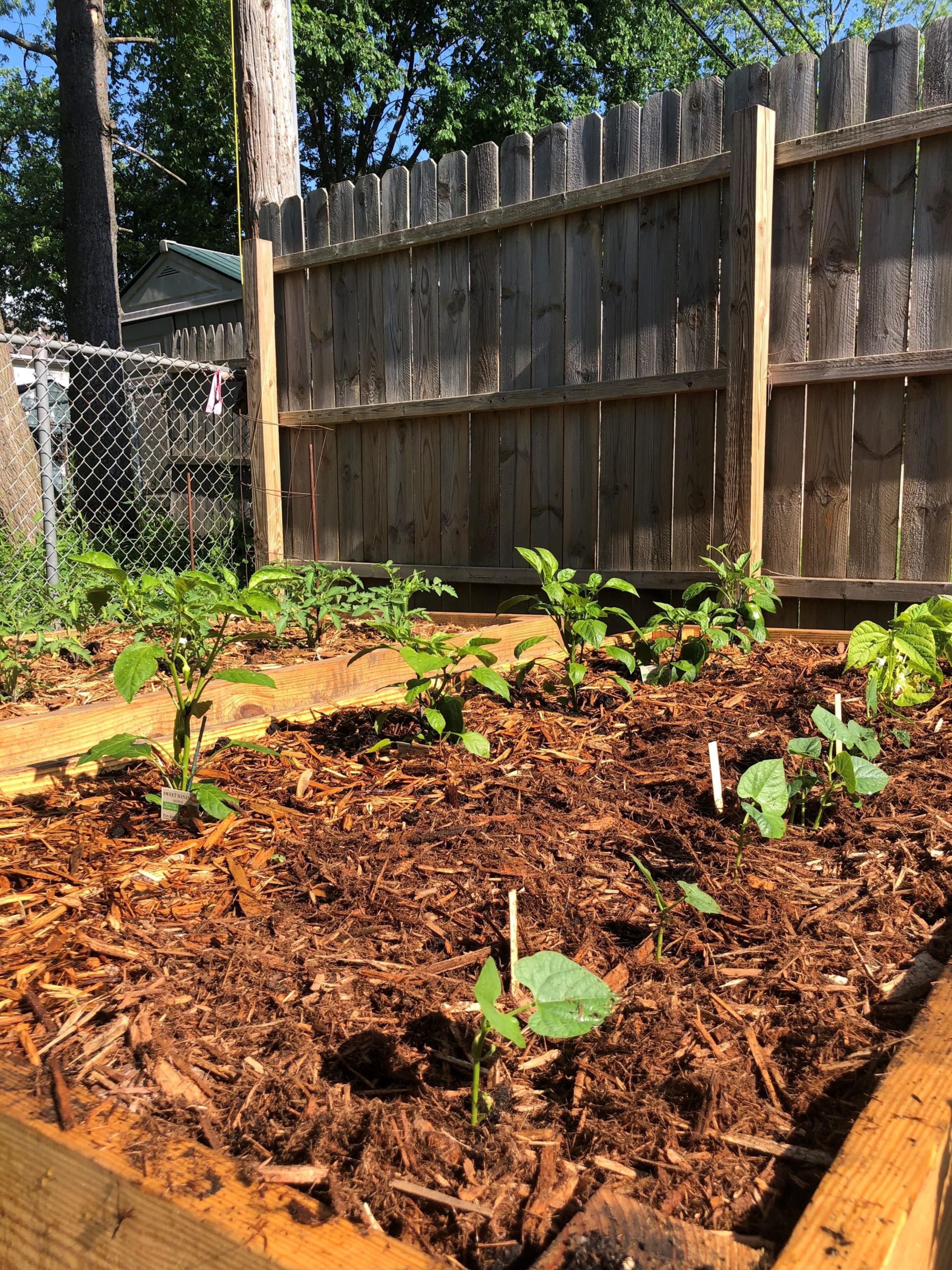 Baby plants growing in a raised bed garden