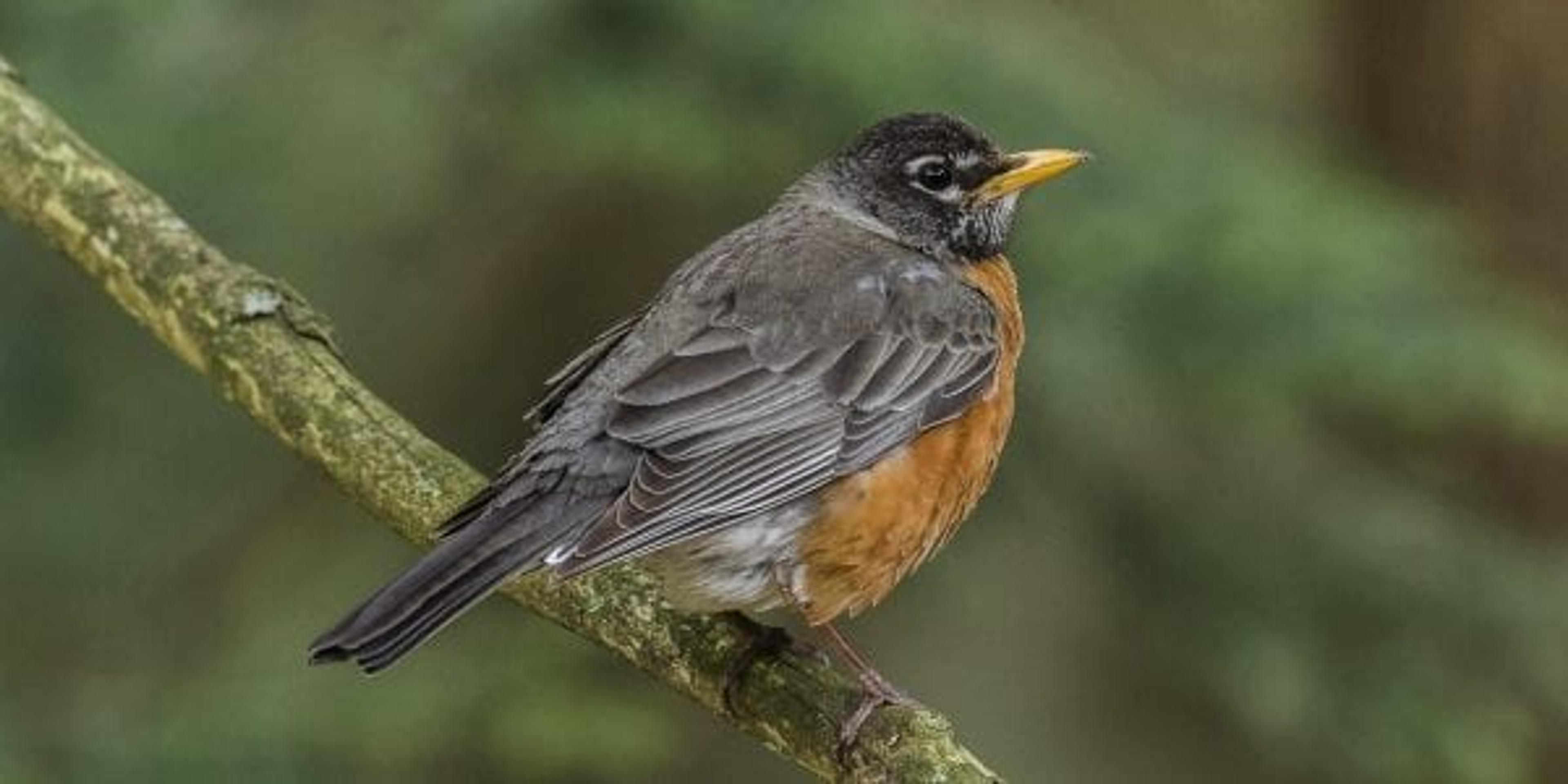 A spring robin perched on a tree branch.