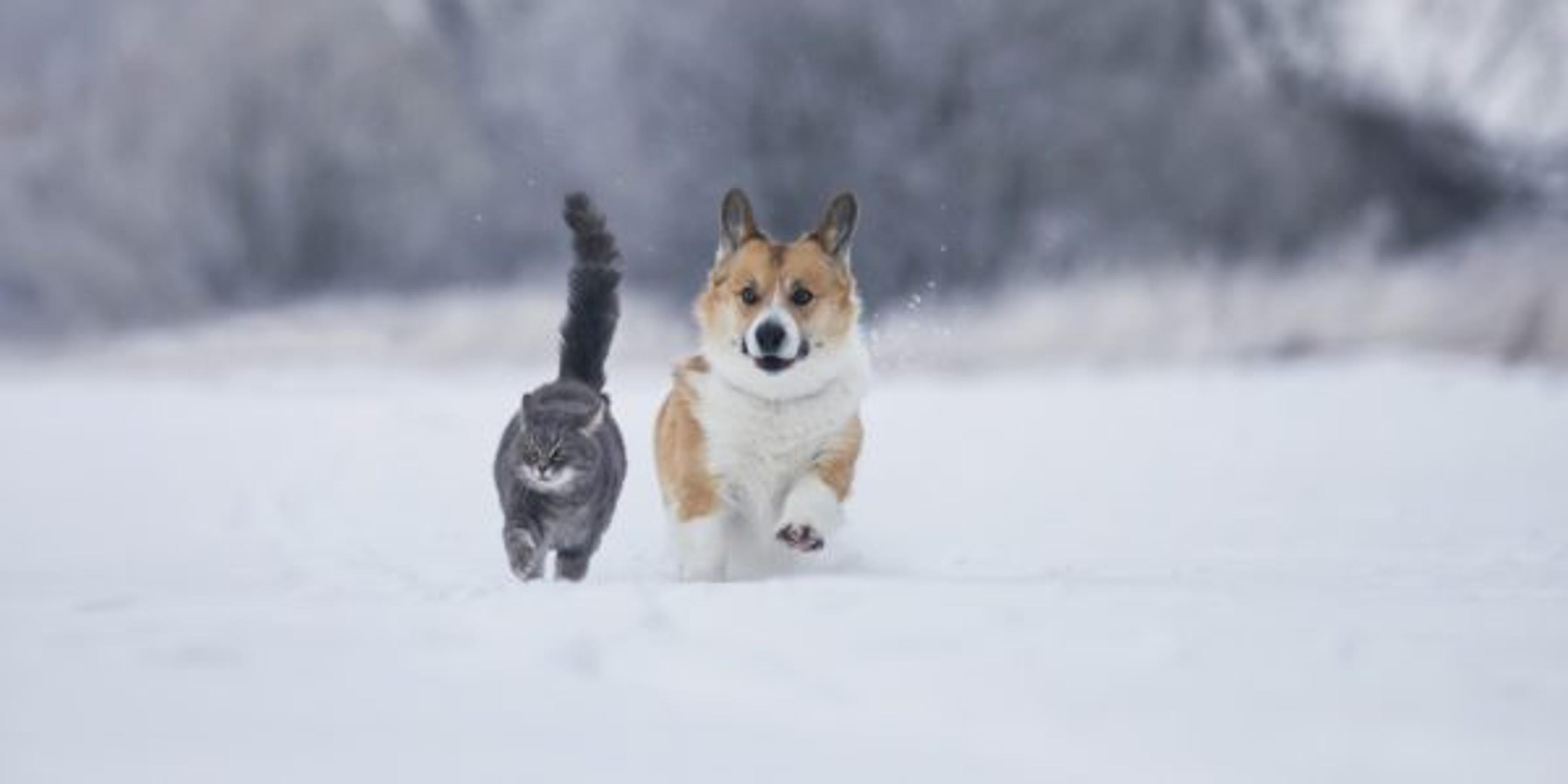 How Cold is too Cold for your Pet?
