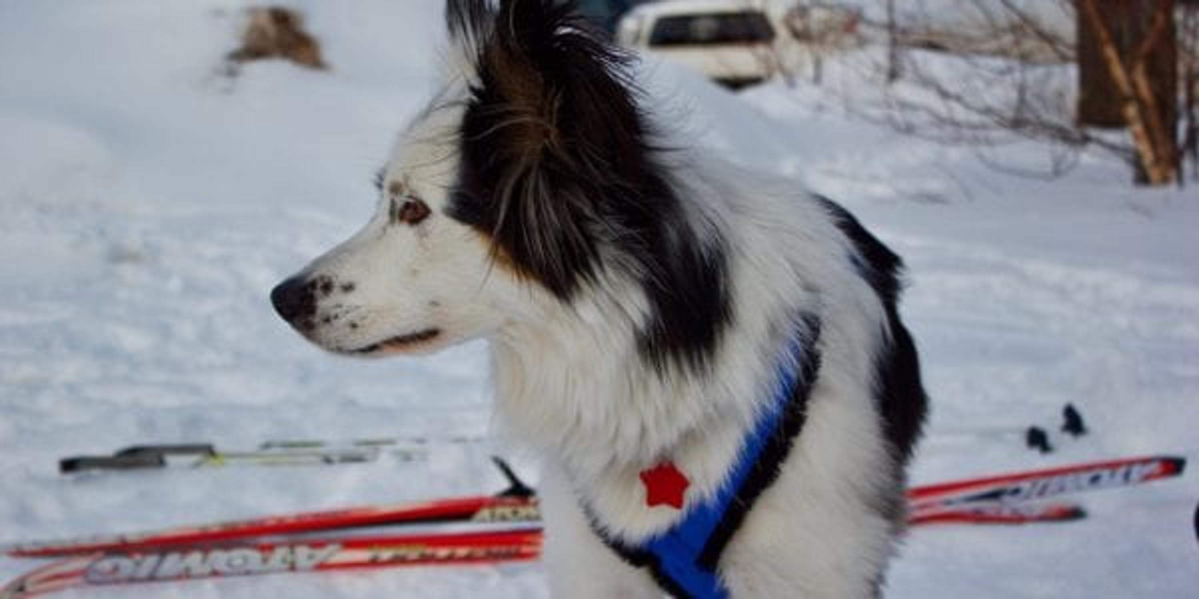 skiing with dogs