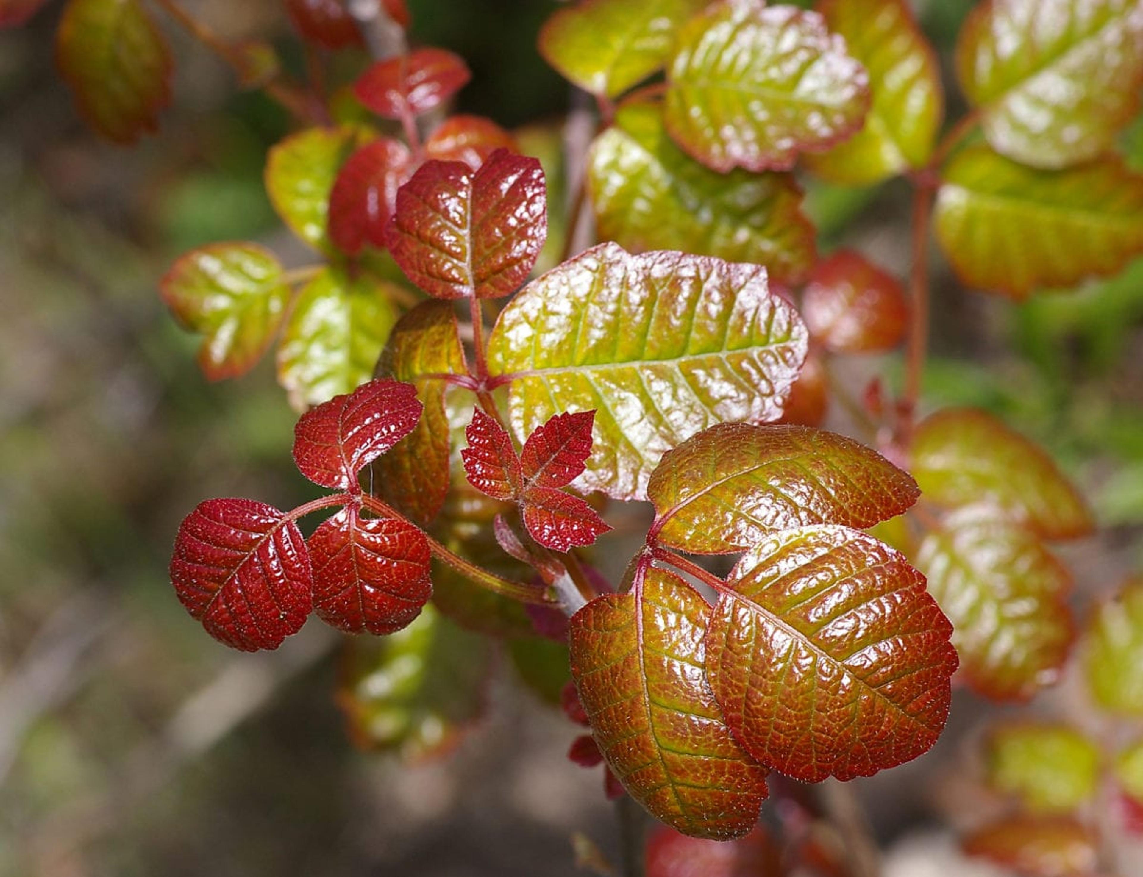 (Pictured: Poison Oak)