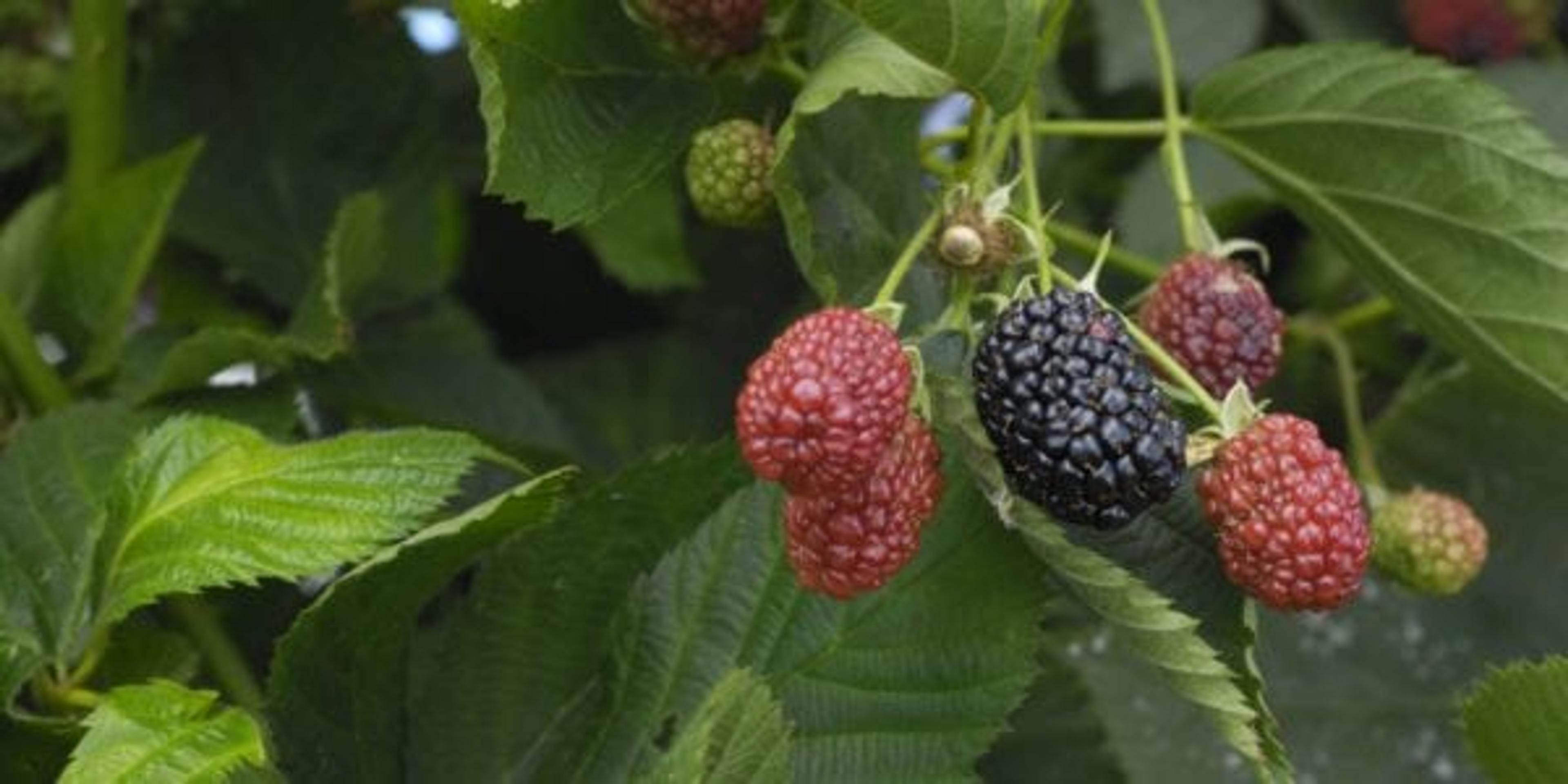 Close-up of ripening blackberries on the vine.