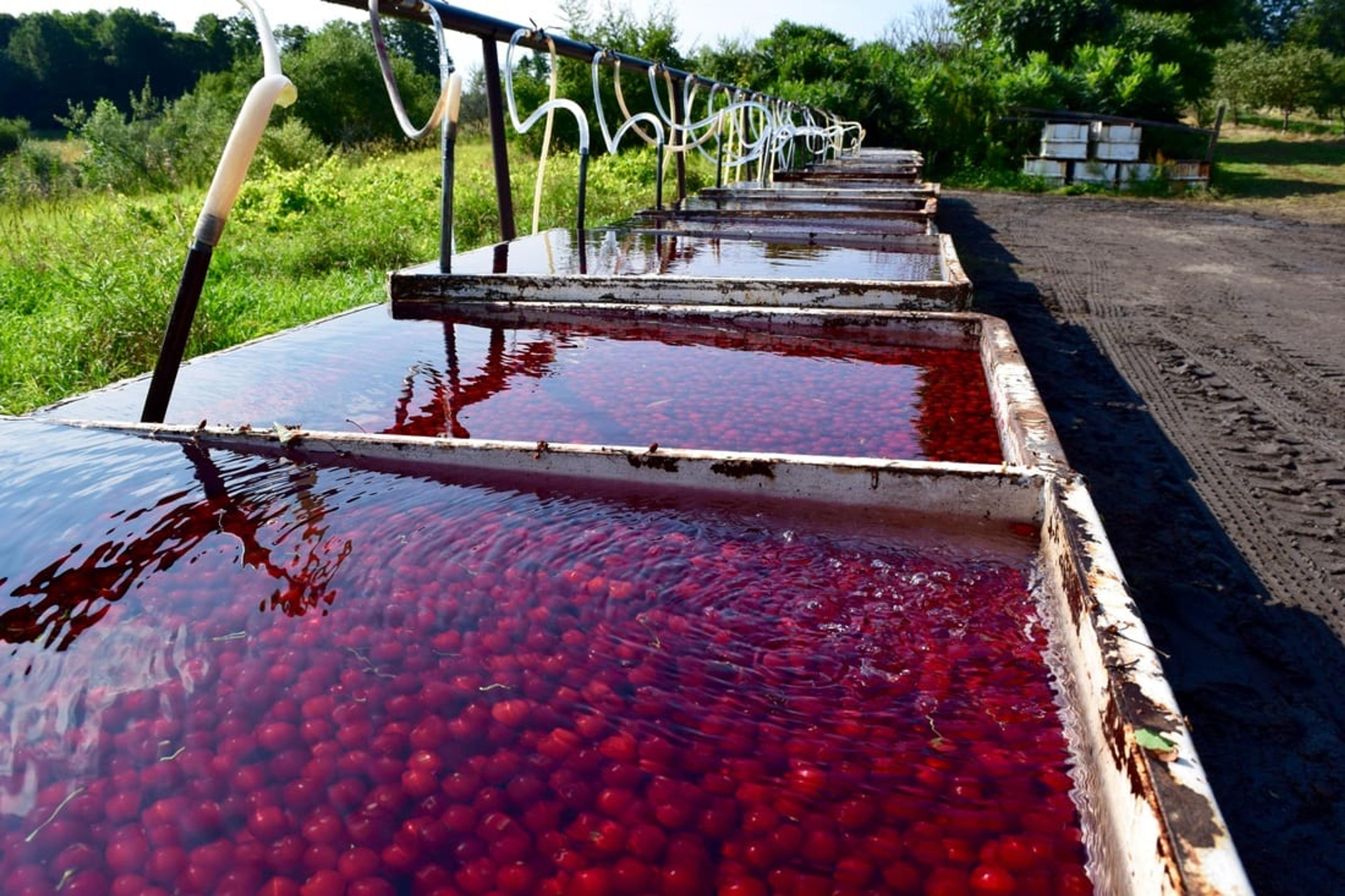 Cherries shown soaking during the harvesting process.
