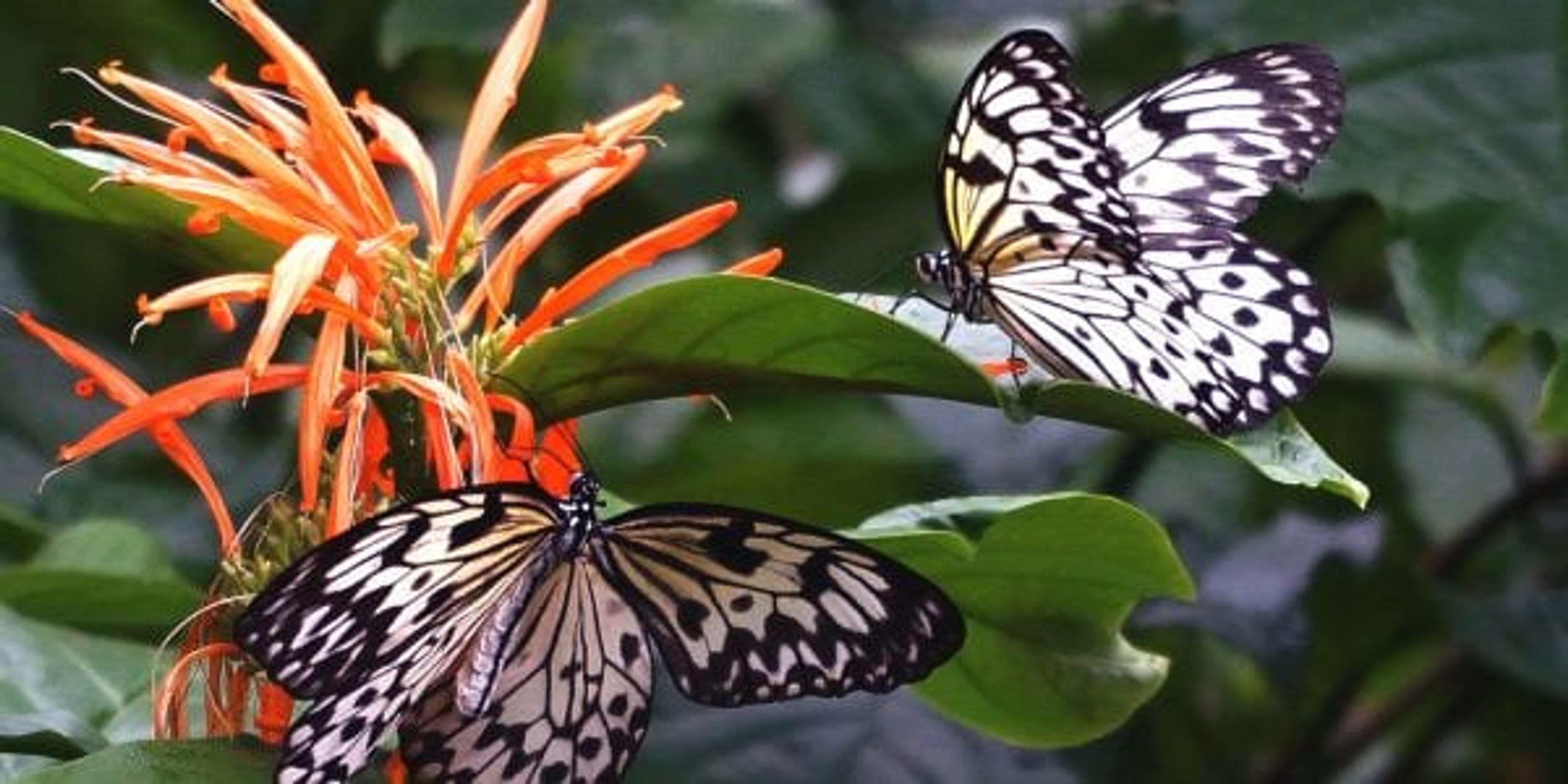 Butterflies at Frederik Meijer Gardens