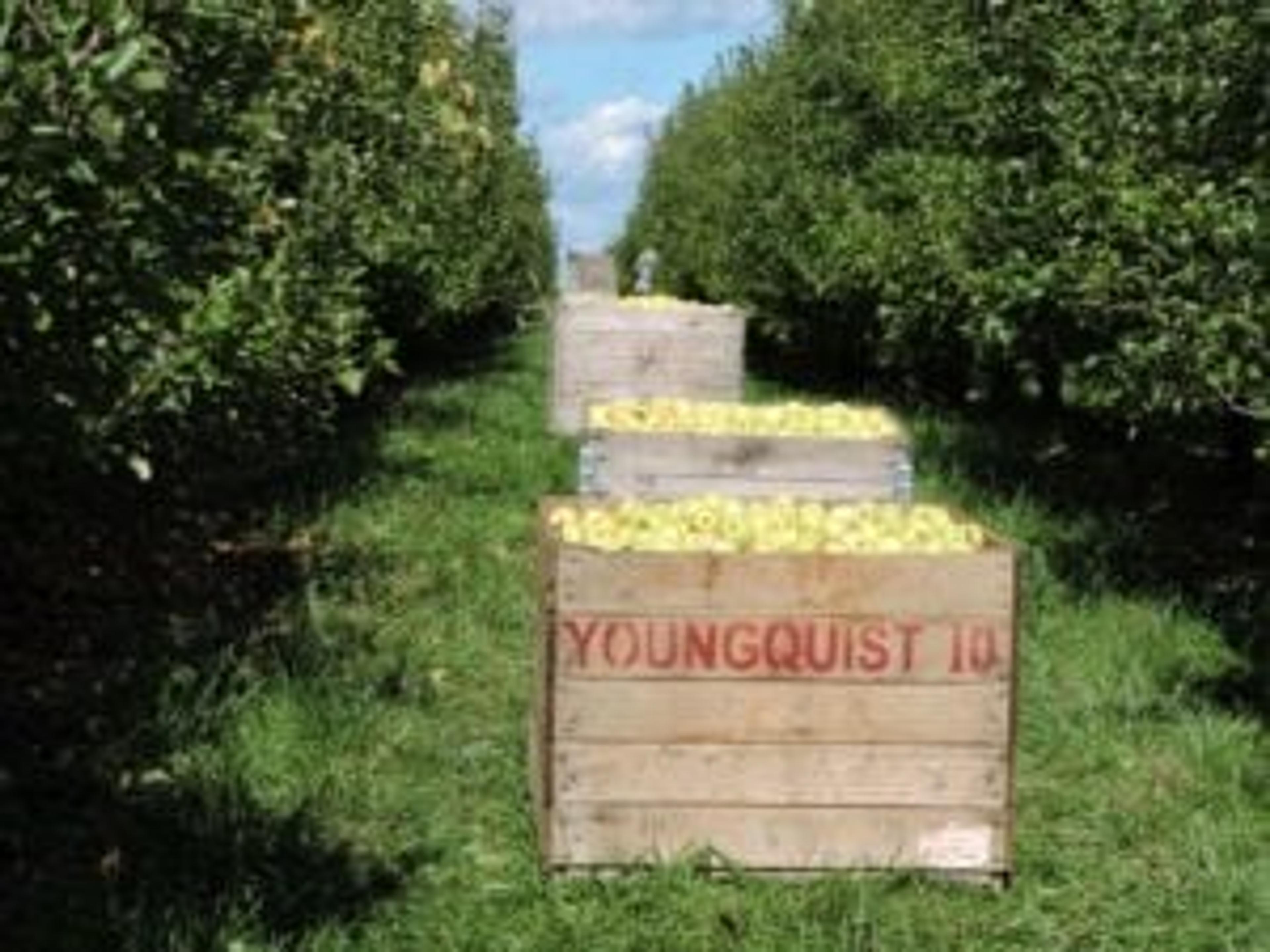 YQ apples