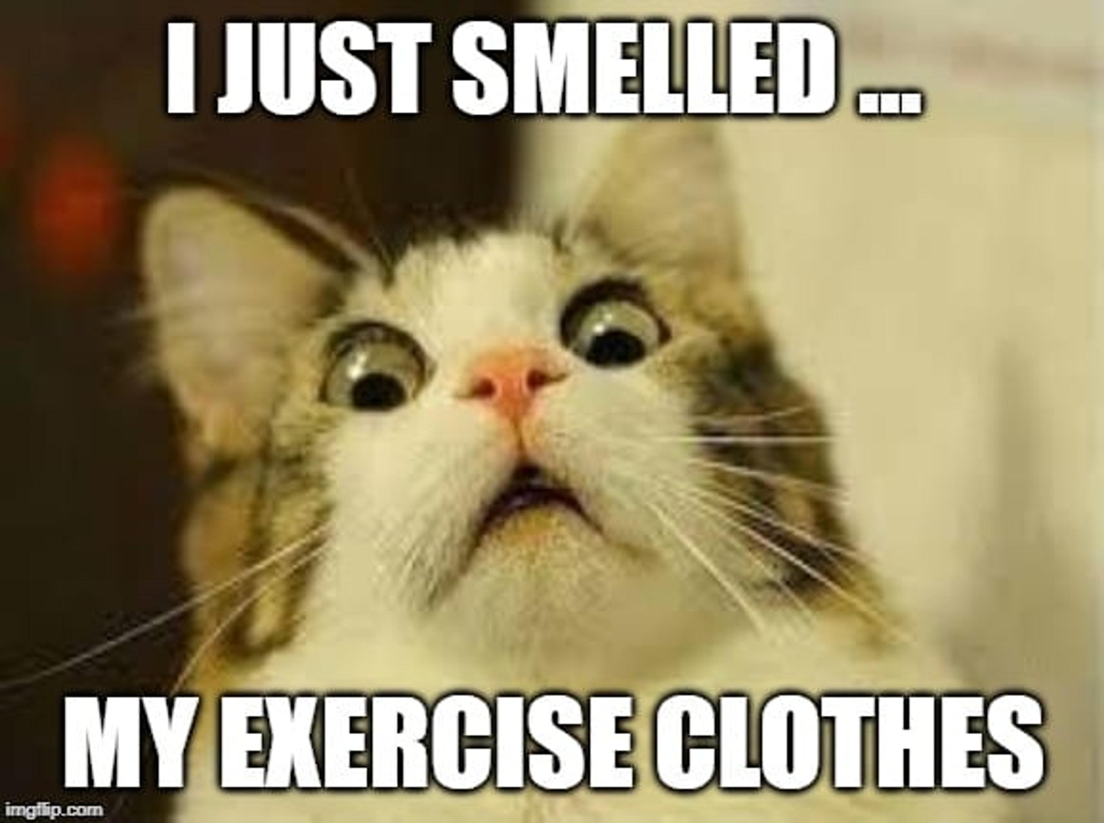 Meme of a terrified cat with caption "I just smelled ... my exercise clothes."