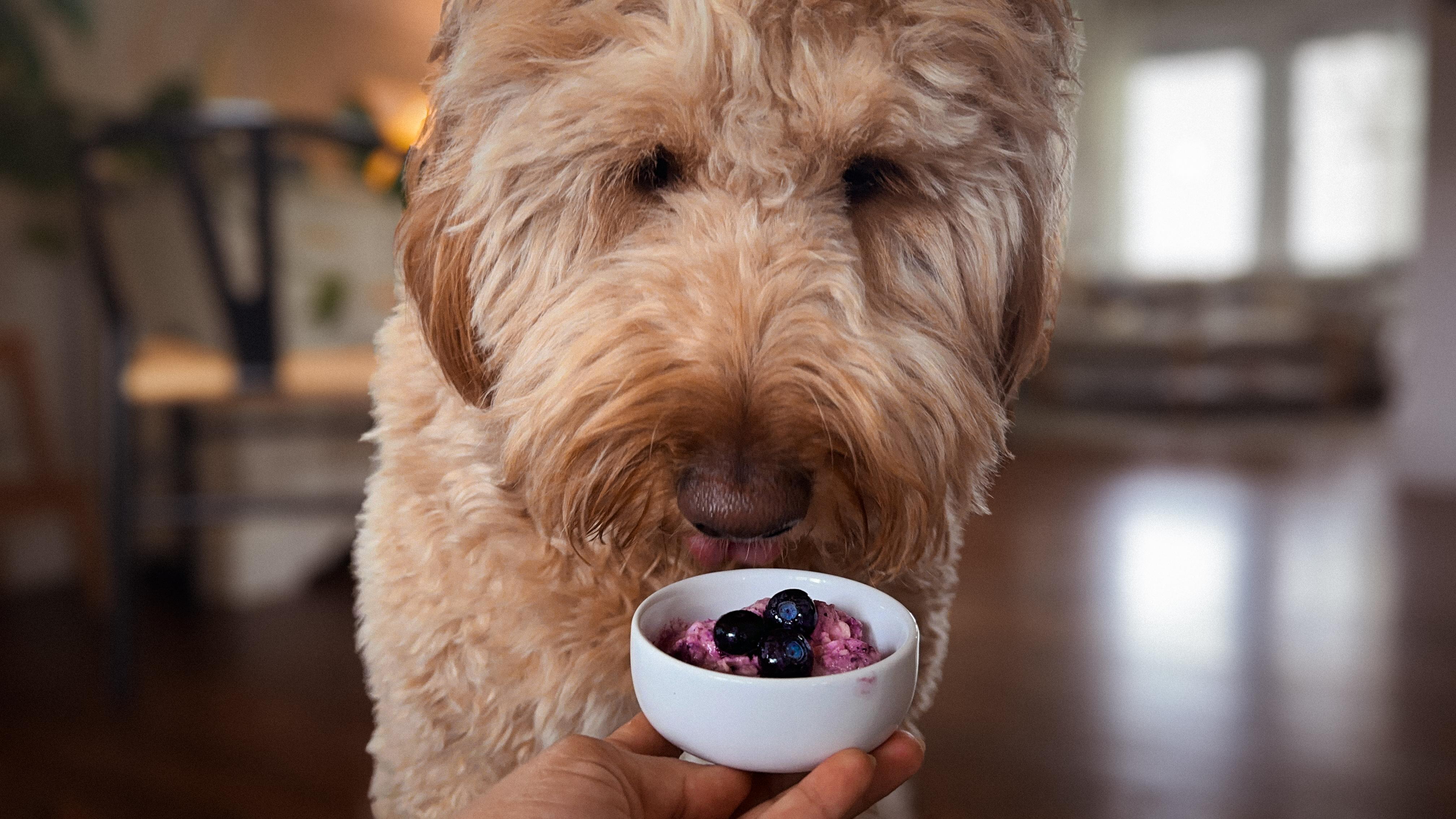 Blueberry Pup-accino