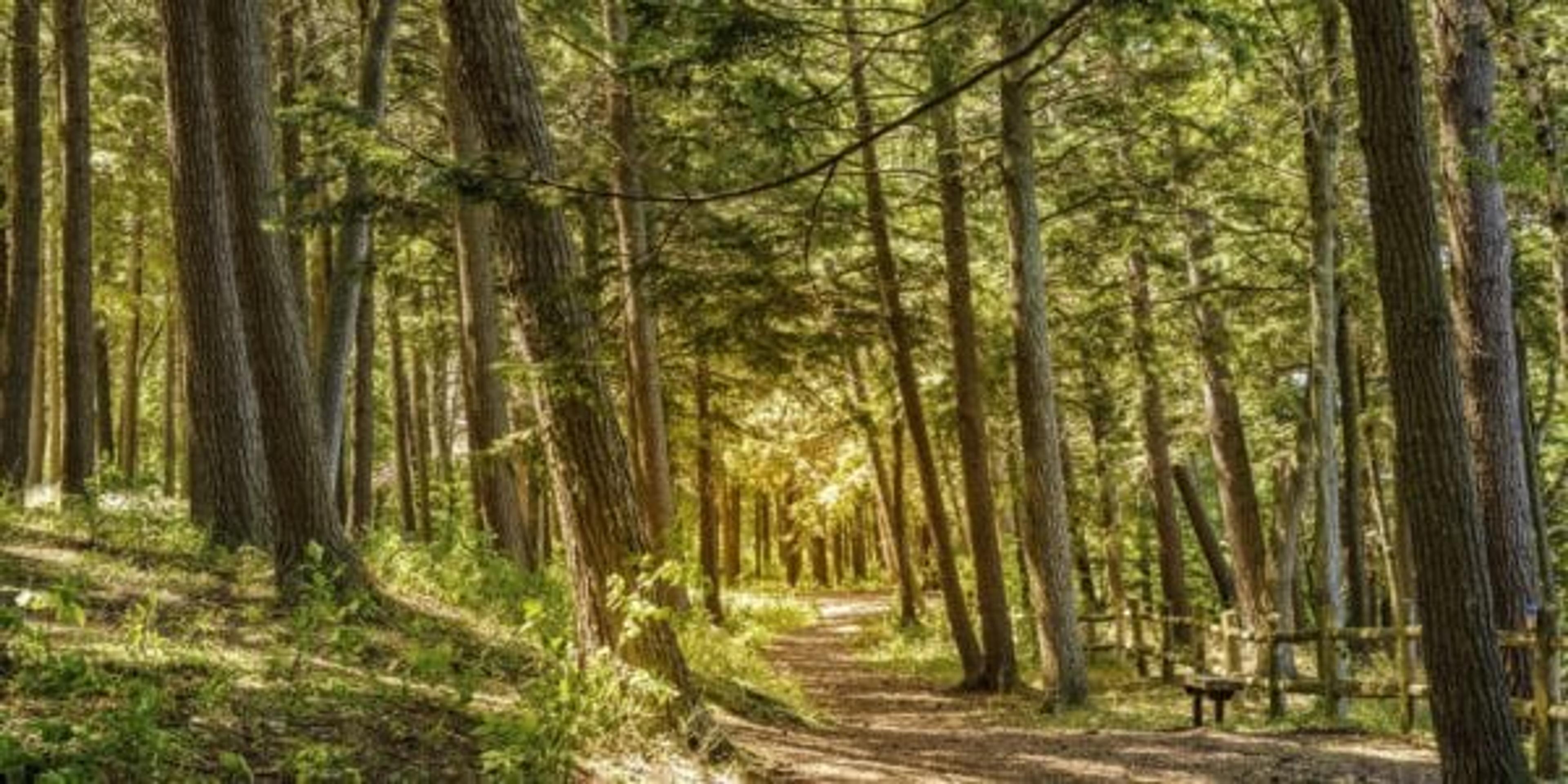 hiking trail in Michigan