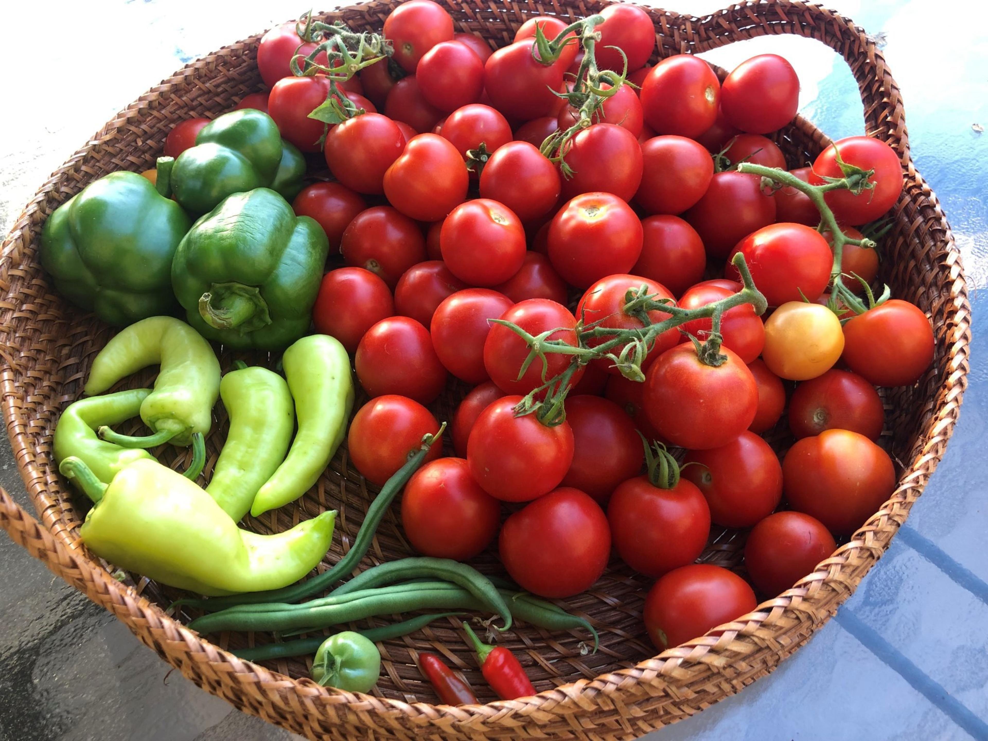 Basket of tomatoes