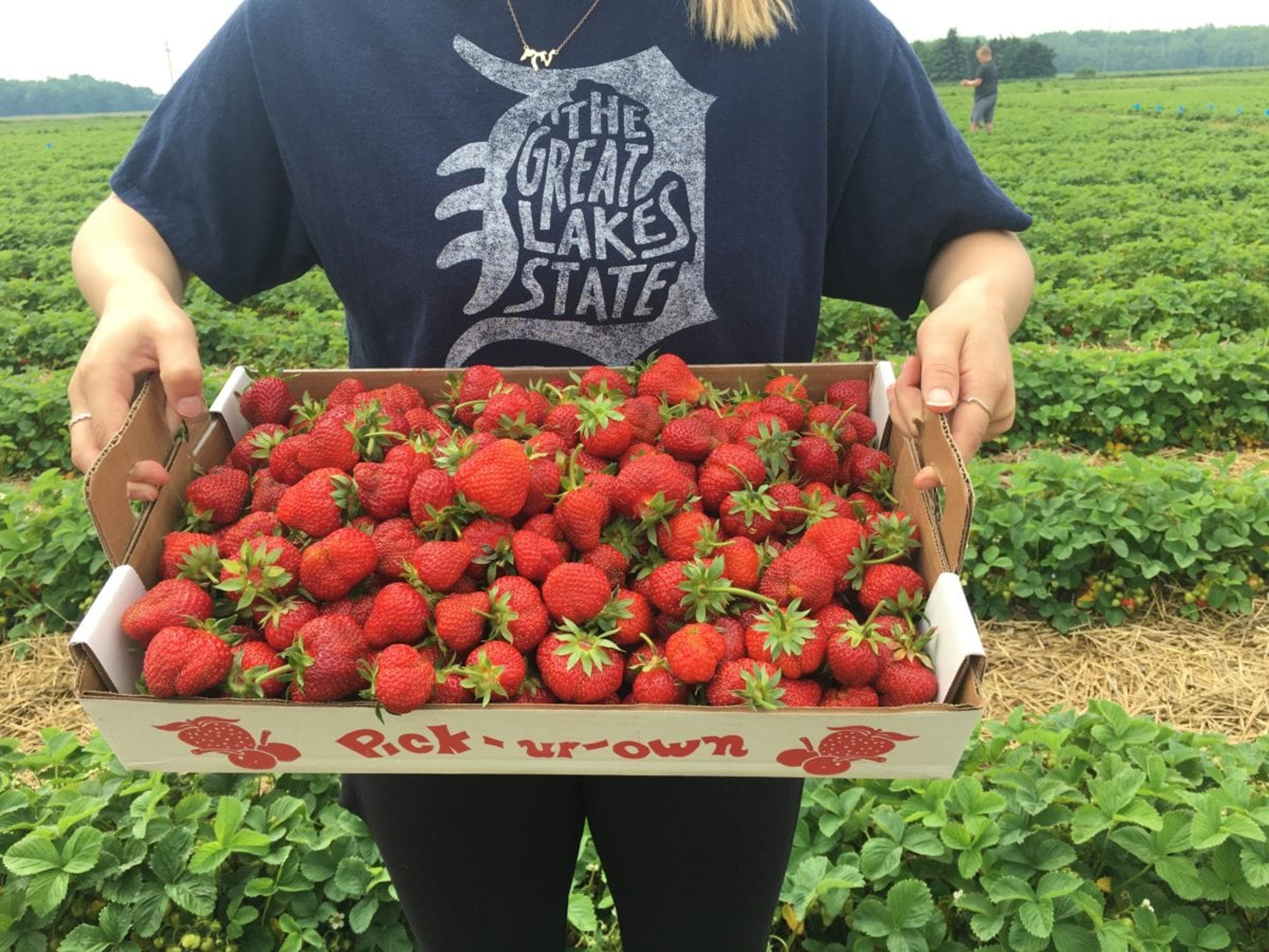 Person holding box of strawberries in field
