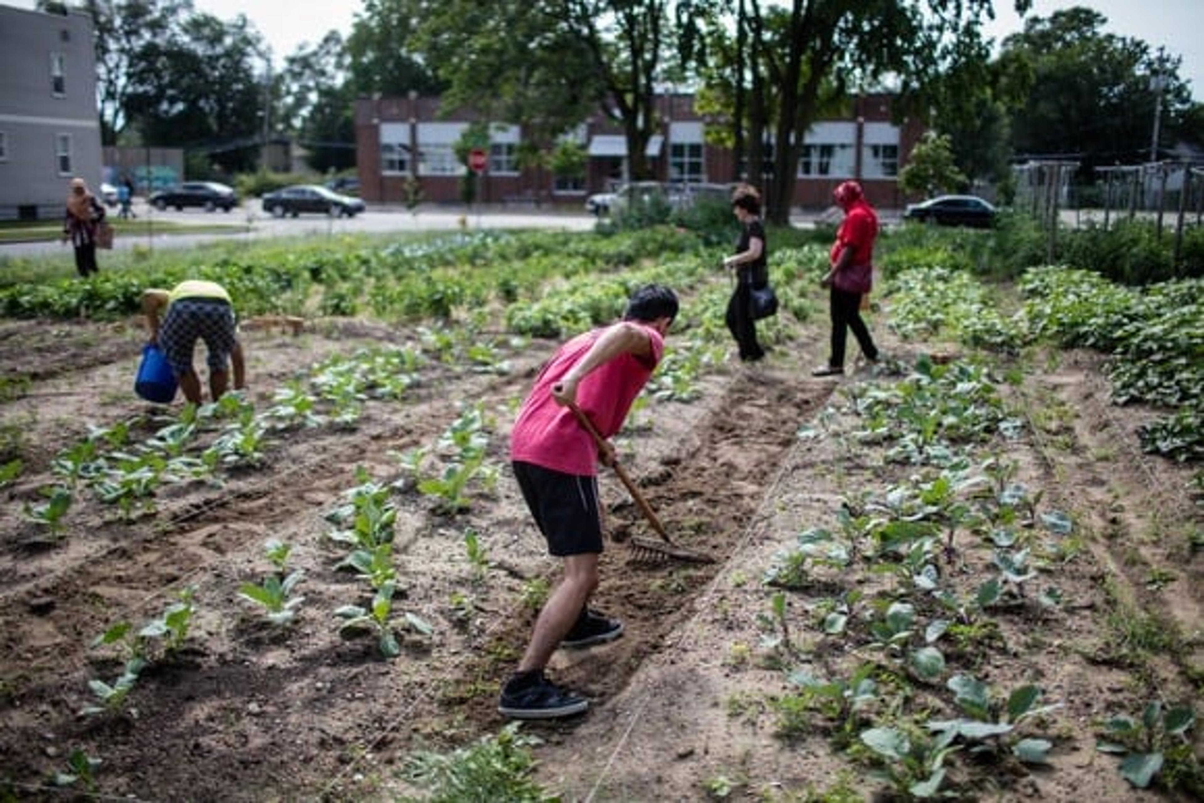 Volunteers working the field at the Urban Roots farm.