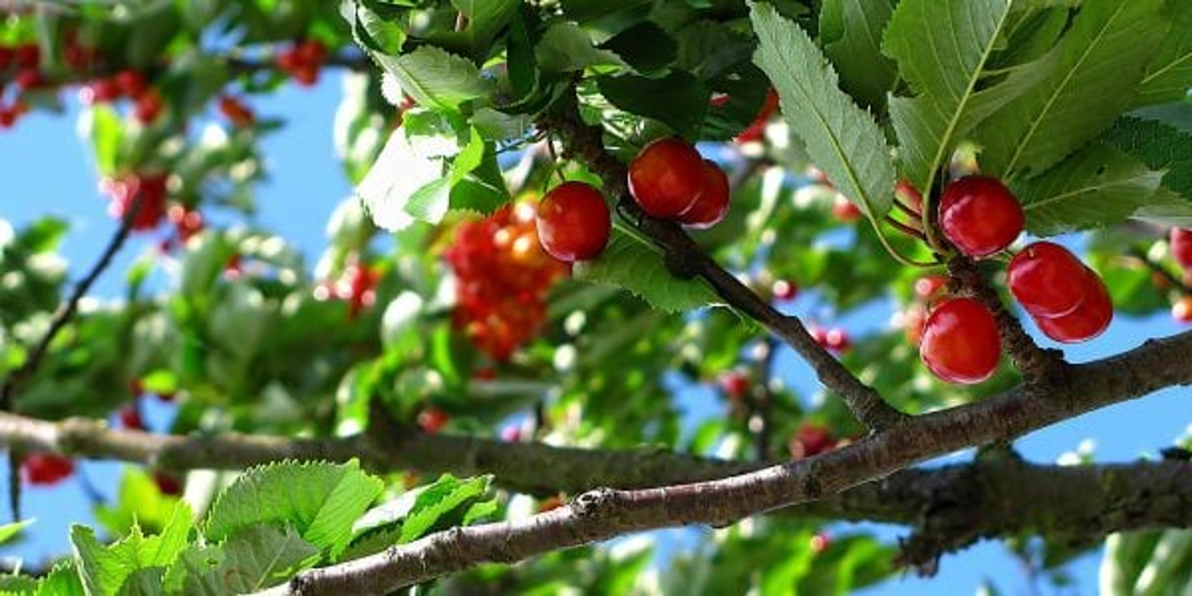 Cherry branches