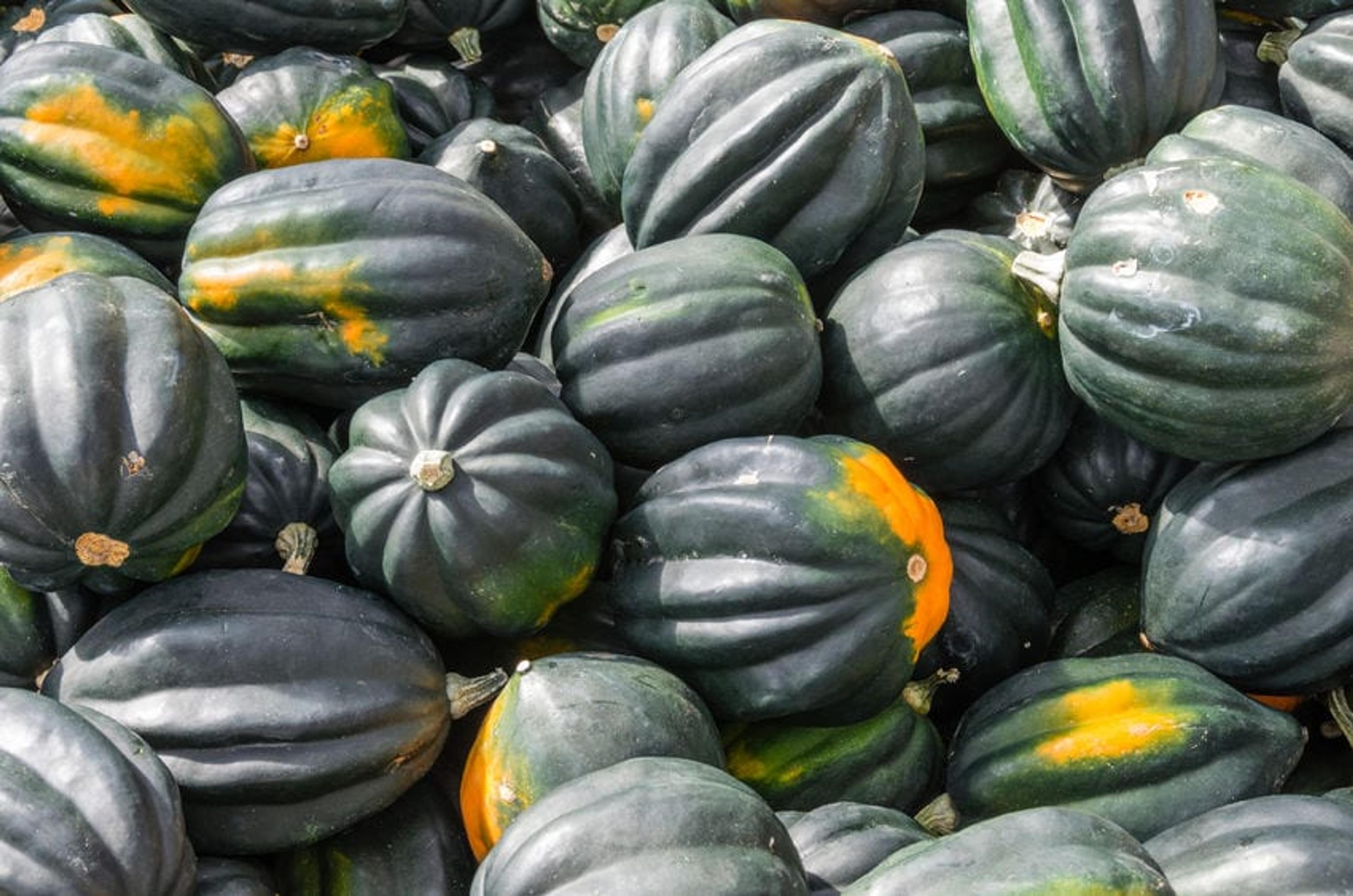 acorn squash