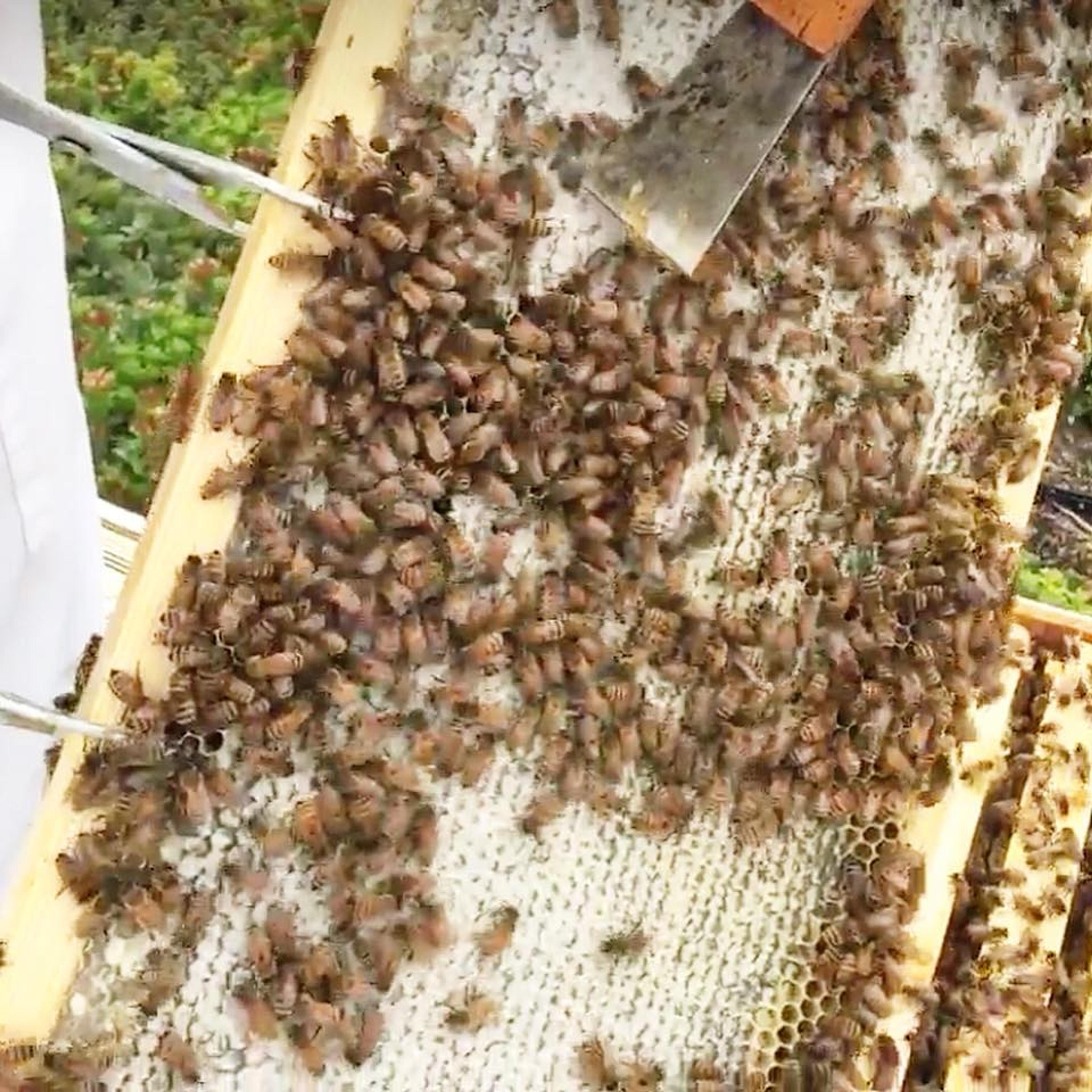 Close up image of bees