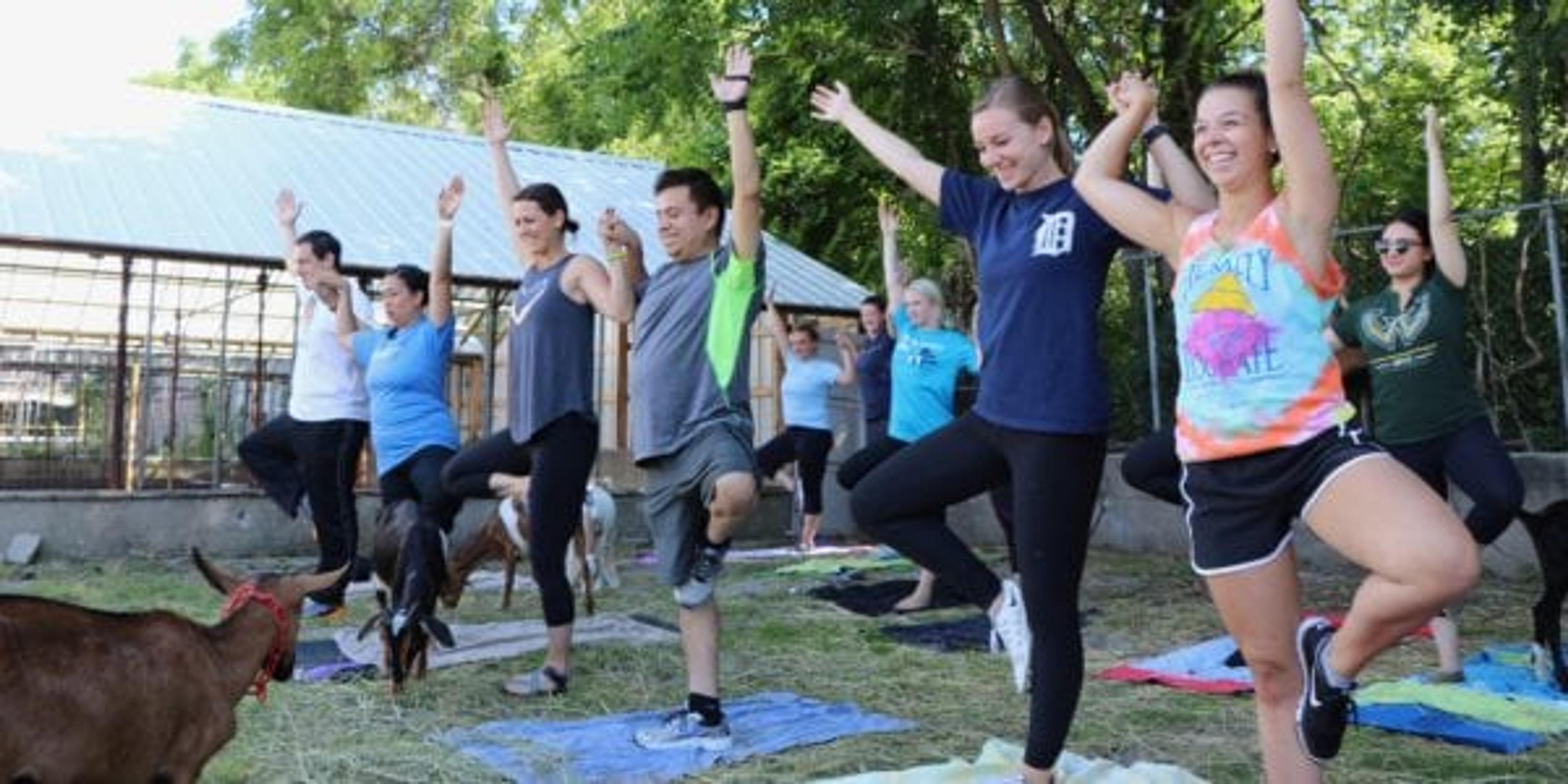 People practicing yoga on a farm with goats