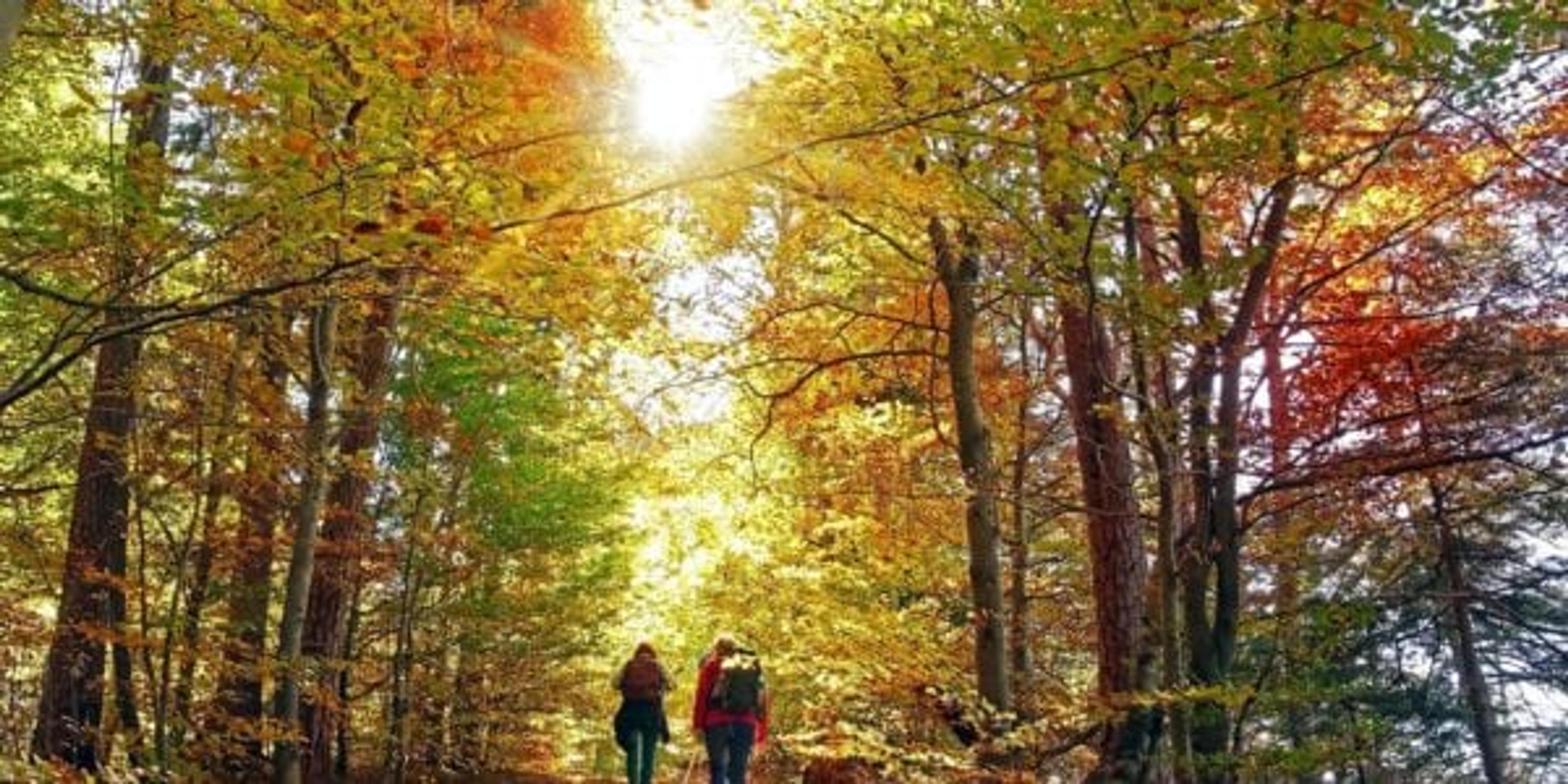 hike in the autumn forest