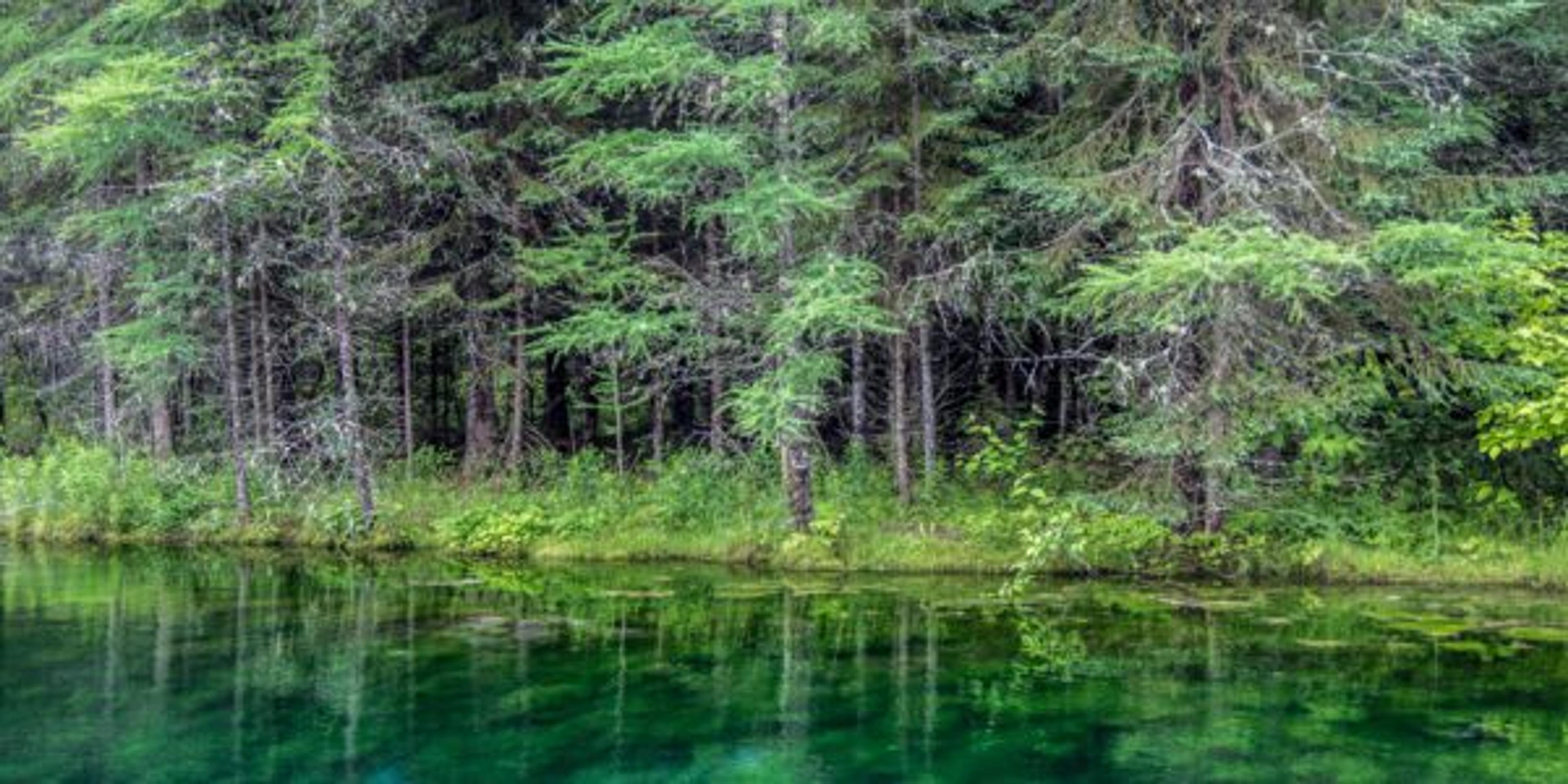 Michigan Hardwood Forest Reflection In Water