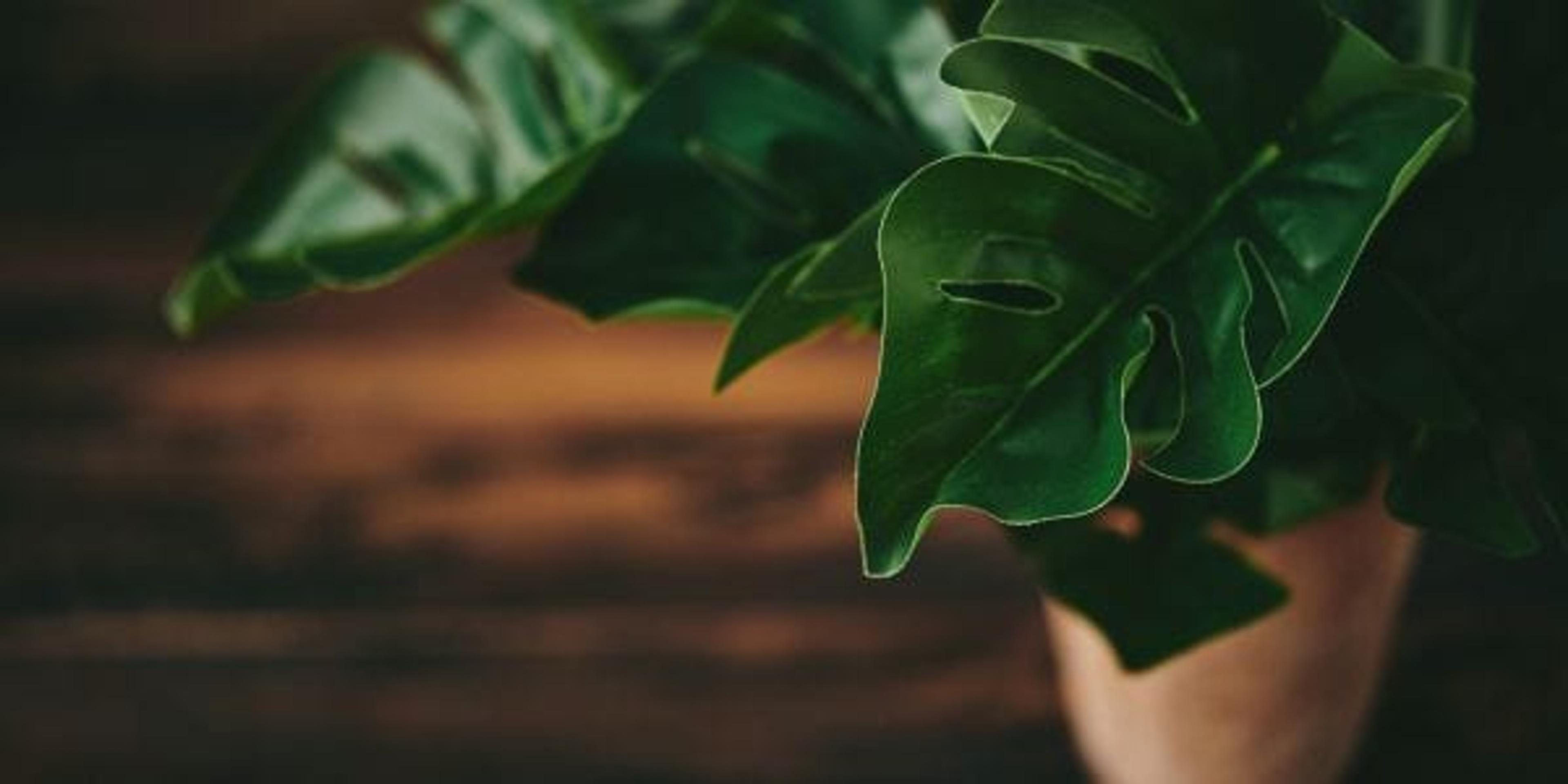 Potted plant on table